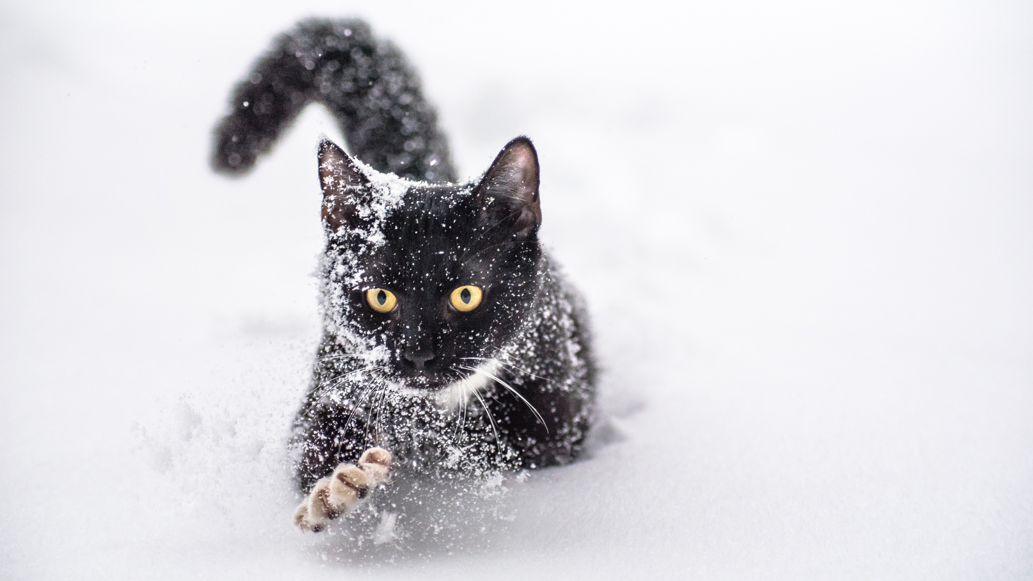 Handy-Wallpaper Tiere, Winter, Katzen, Schnee, Katze kostenlos herunterladen.