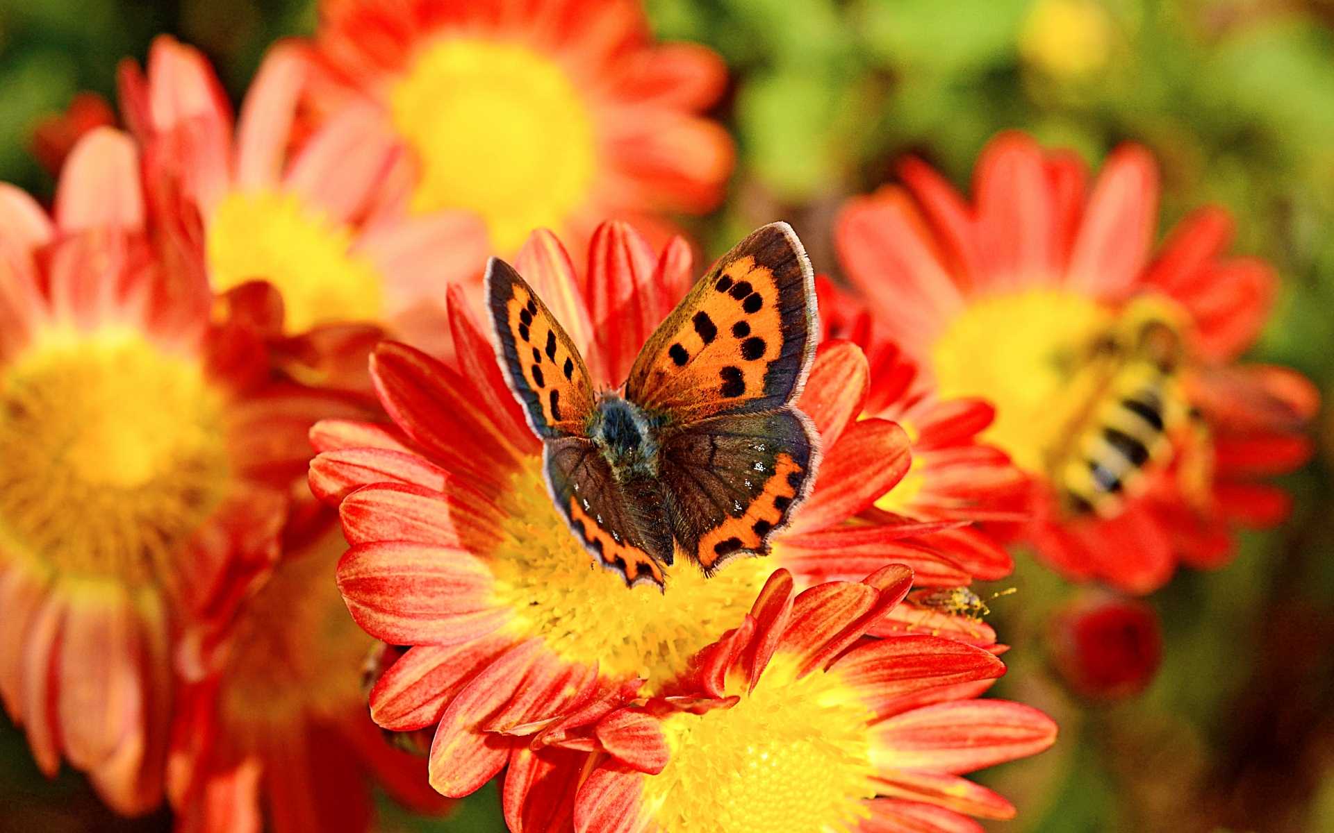 Free download wallpaper Chrysanthemum, Flower, Butterfly, Animal on your PC desktop