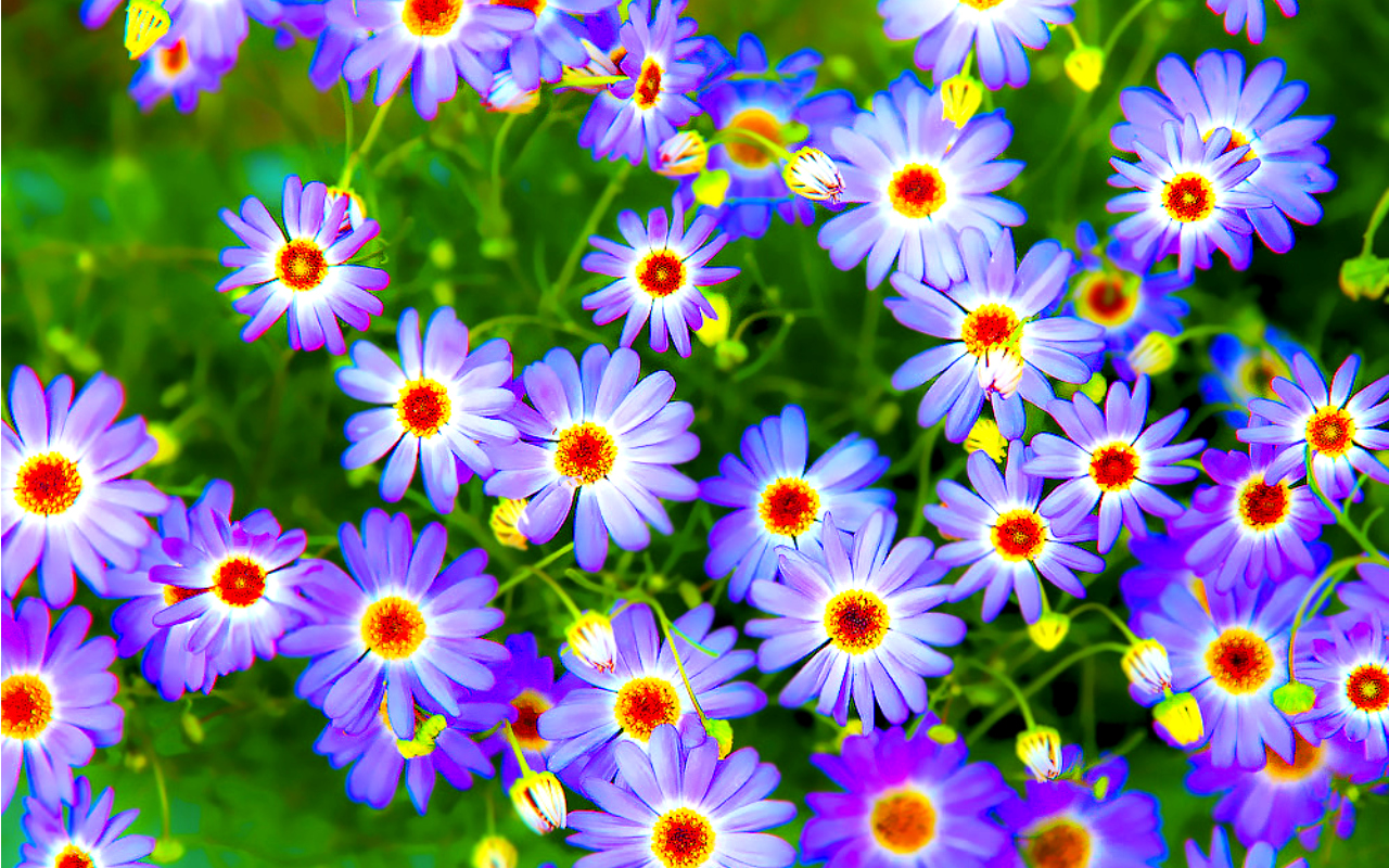 Free download wallpaper Flower, Earth on your PC desktop