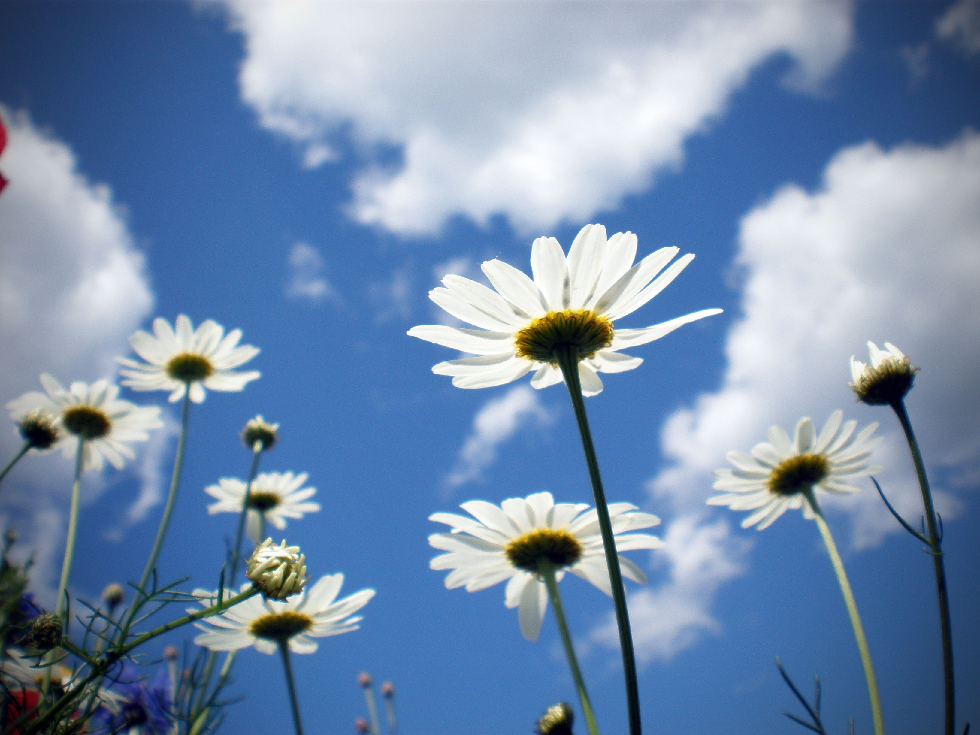97639 скачать картинку ромашки, цветы, ясно, небо, облака, поле, солнечно - обои и заставки бесплатно