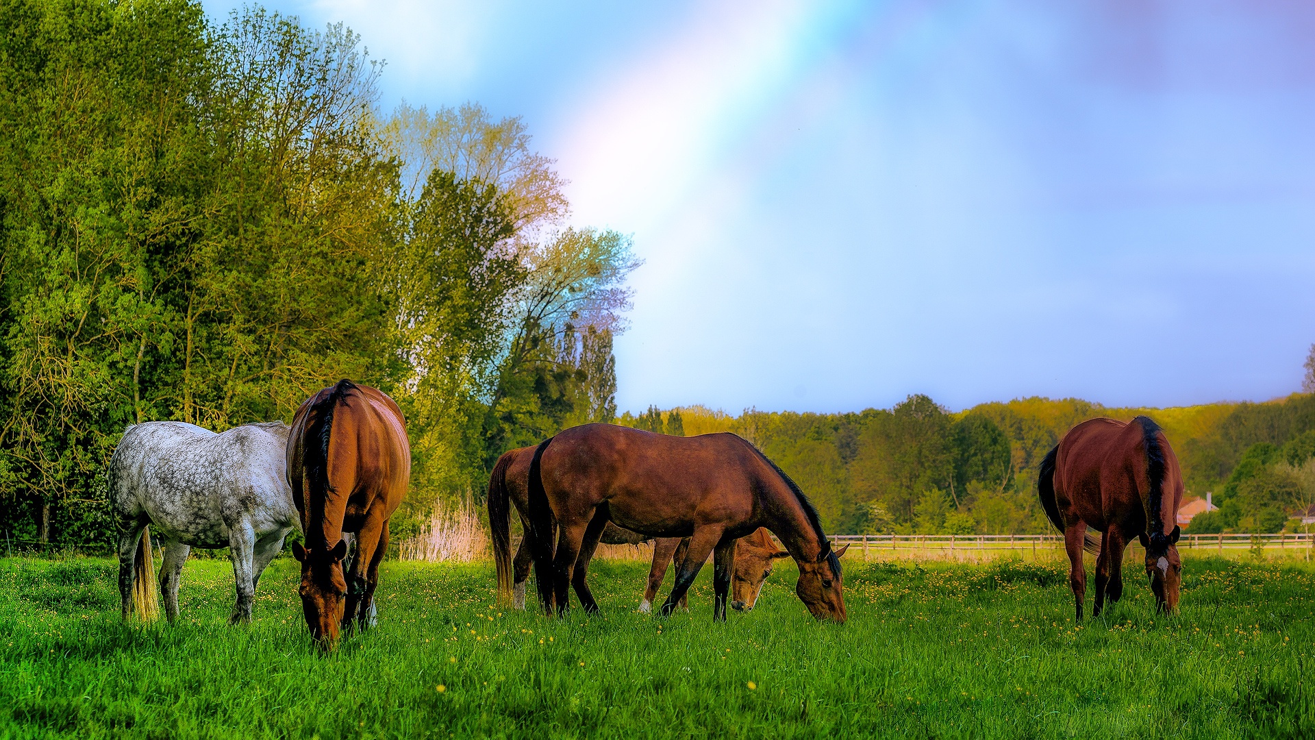 Download mobile wallpaper Rainbow, Animal, Horse for free.