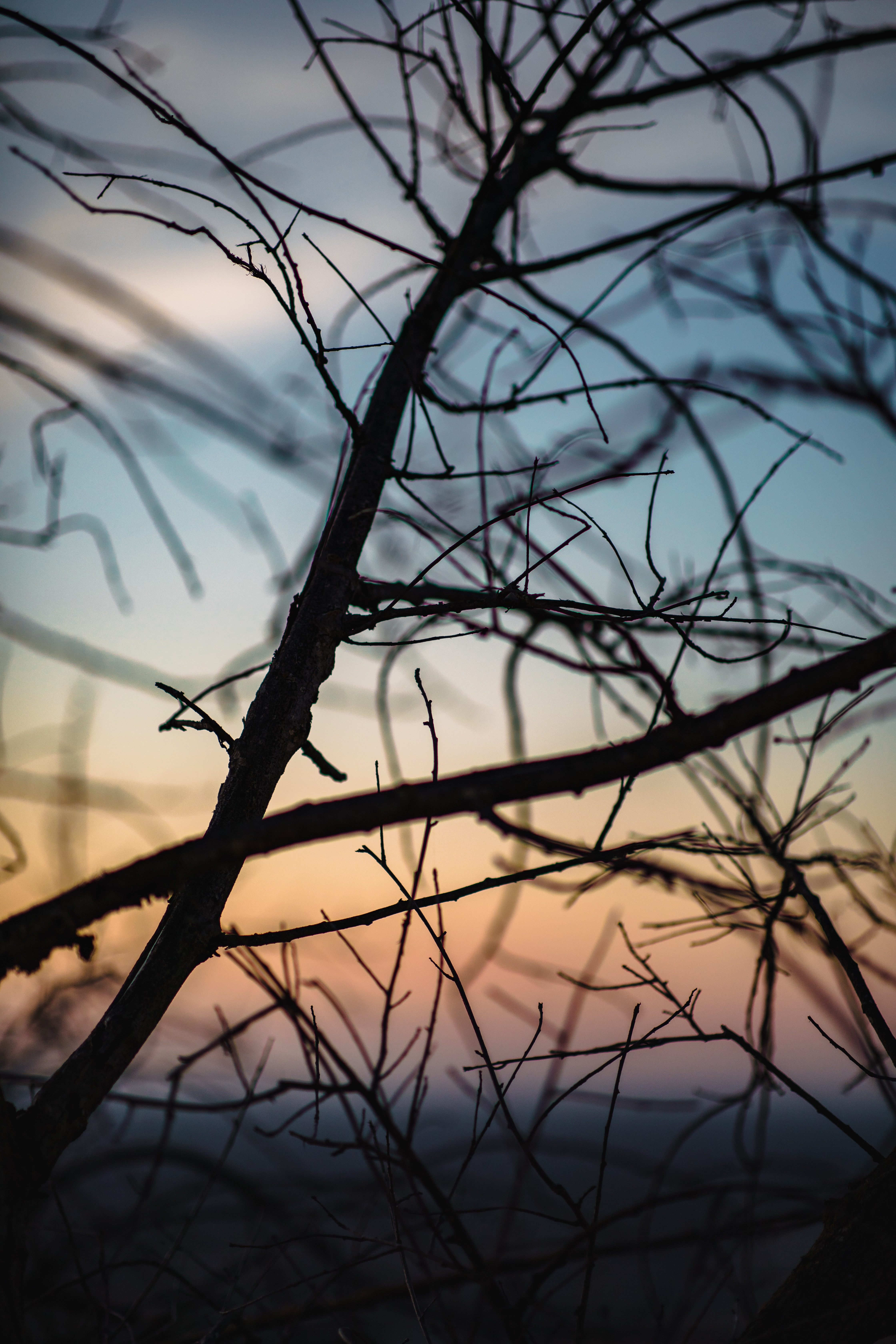Download mobile wallpaper Branches, Dusk, Nature, Twilight, Dark for free.