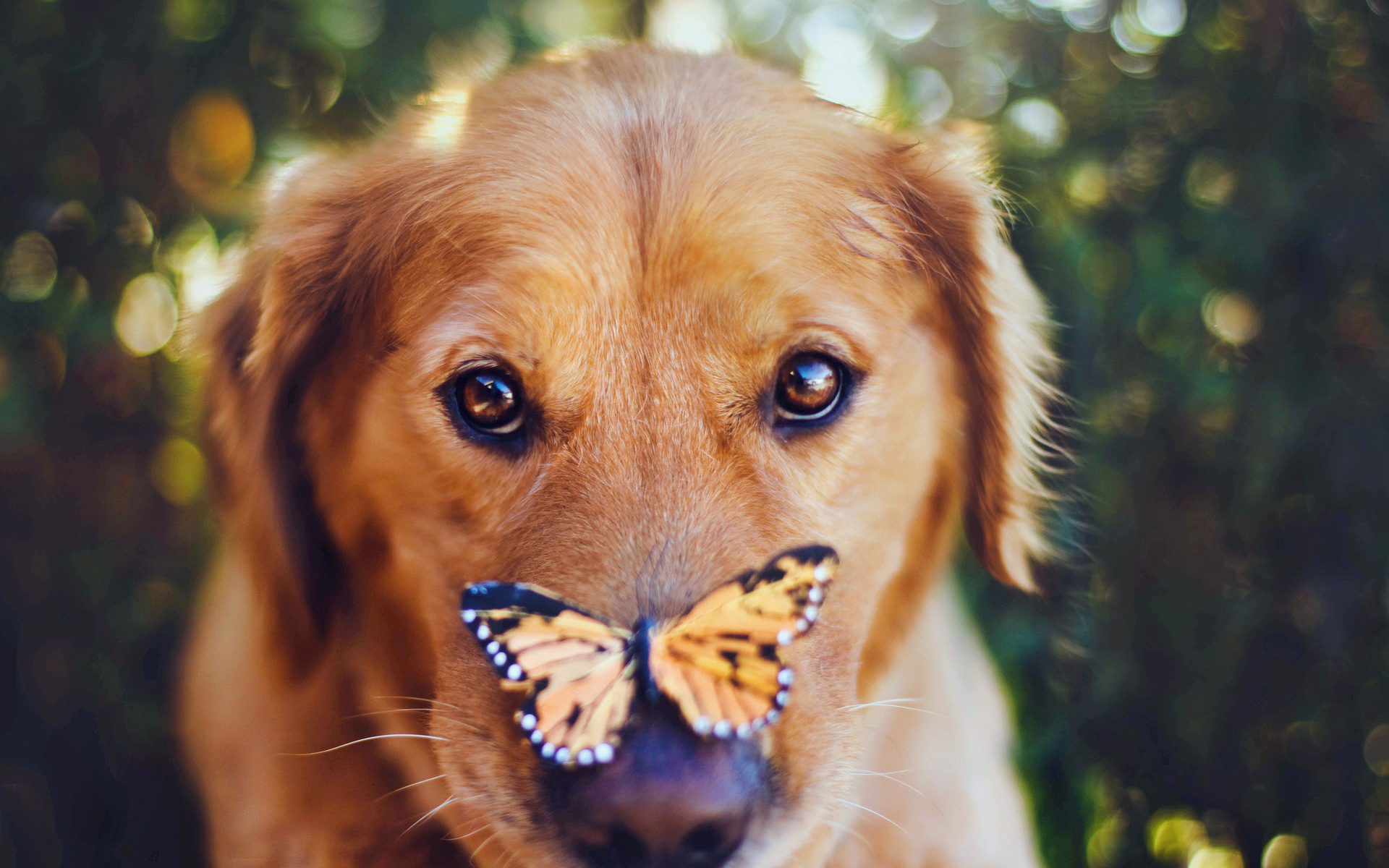 Laden Sie das Tiere, Hunde, Hund-Bild kostenlos auf Ihren PC-Desktop herunter