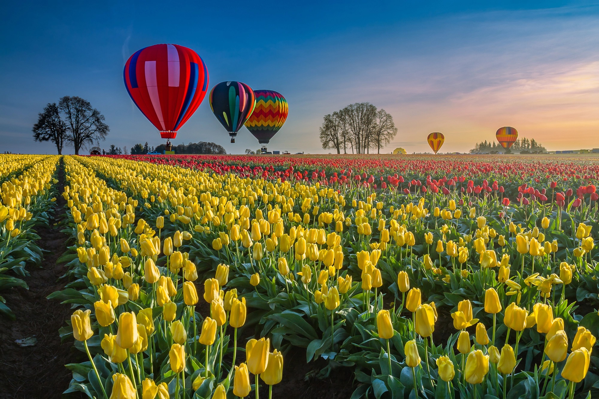 Free download wallpaper Summer, Flower, Field, Tulip, Yellow Flower, Red Flower, Vehicles, Hot Air Balloon on your PC desktop