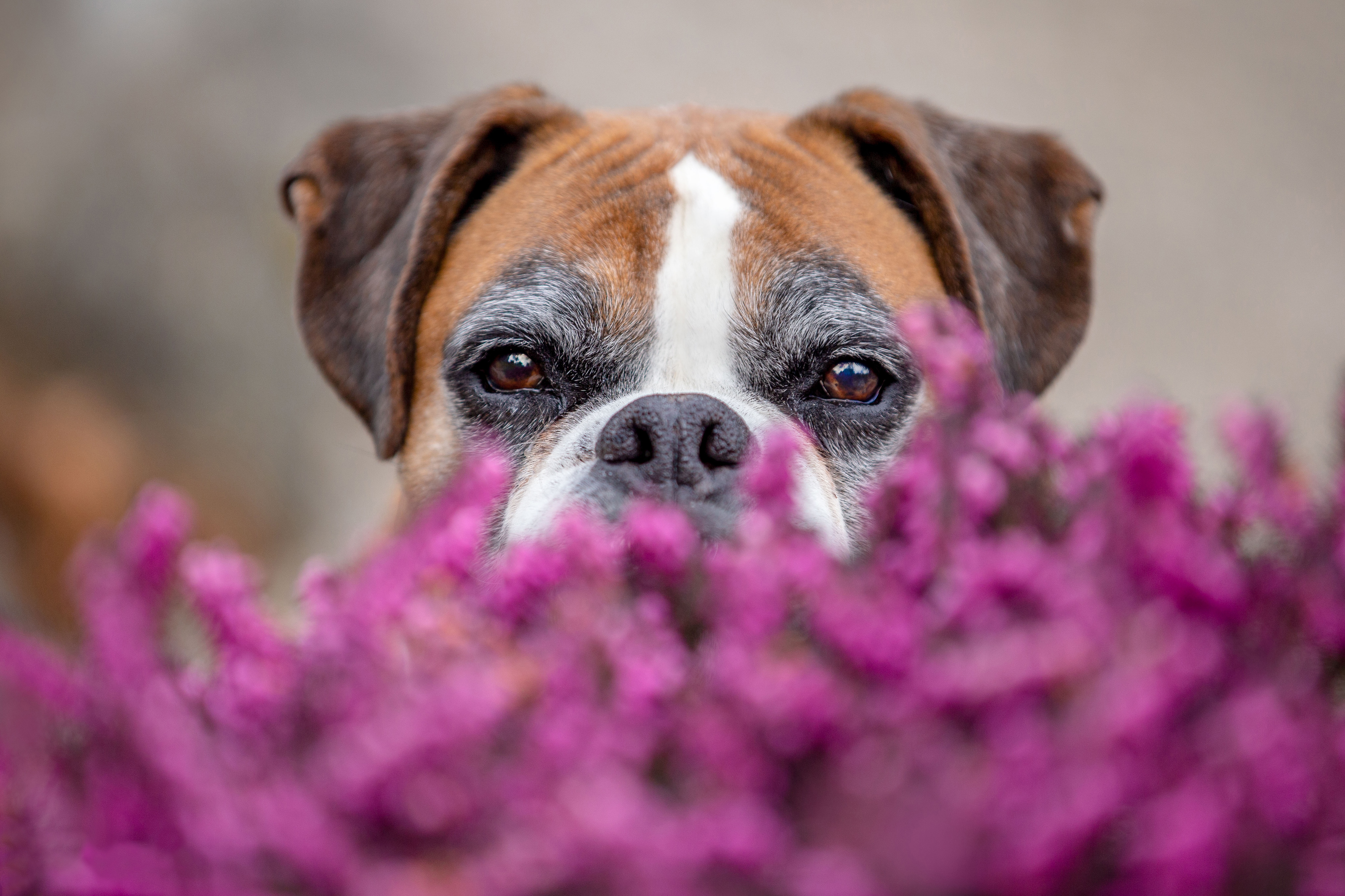 Download mobile wallpaper Dogs, Flower, Dog, Animal, Boxer, Stare, Boxer (Dog) for free.