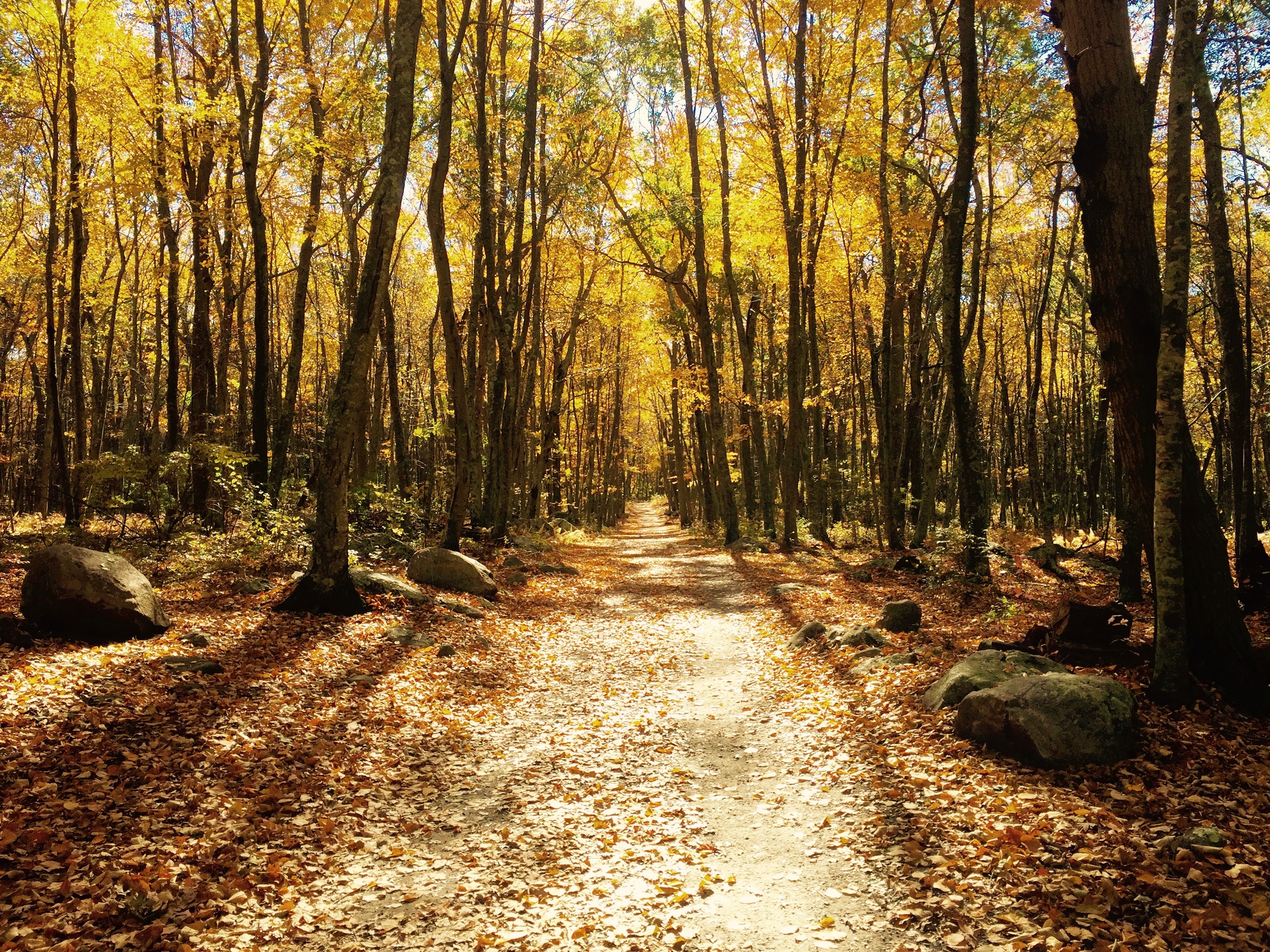 Download mobile wallpaper Forest, Path, Foliage, Trail, Trees, Nature, Autumn for free.