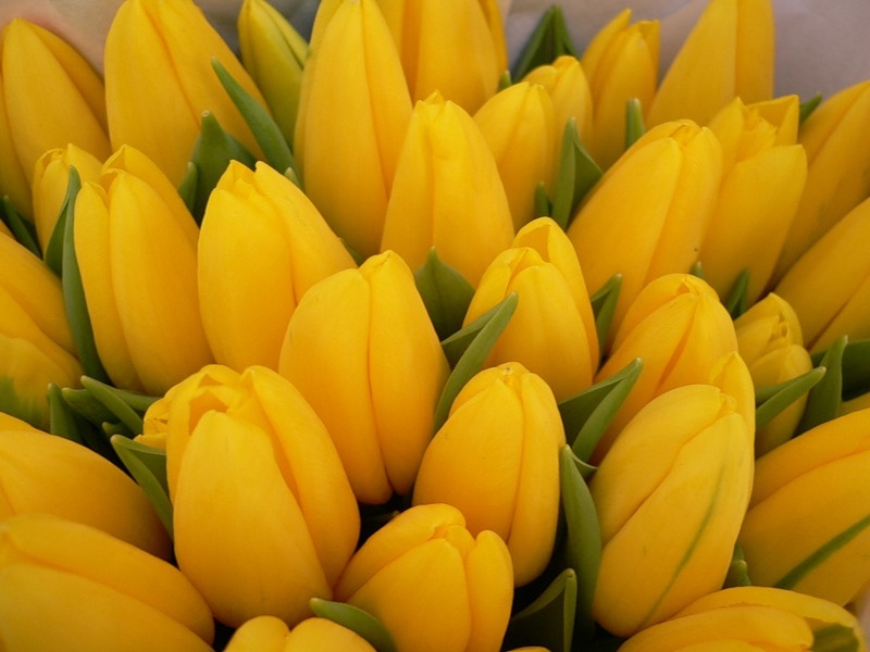 36220 descargar fondo de pantalla tulipanes, flores, plantas, amarillo: protectores de pantalla e imágenes gratis