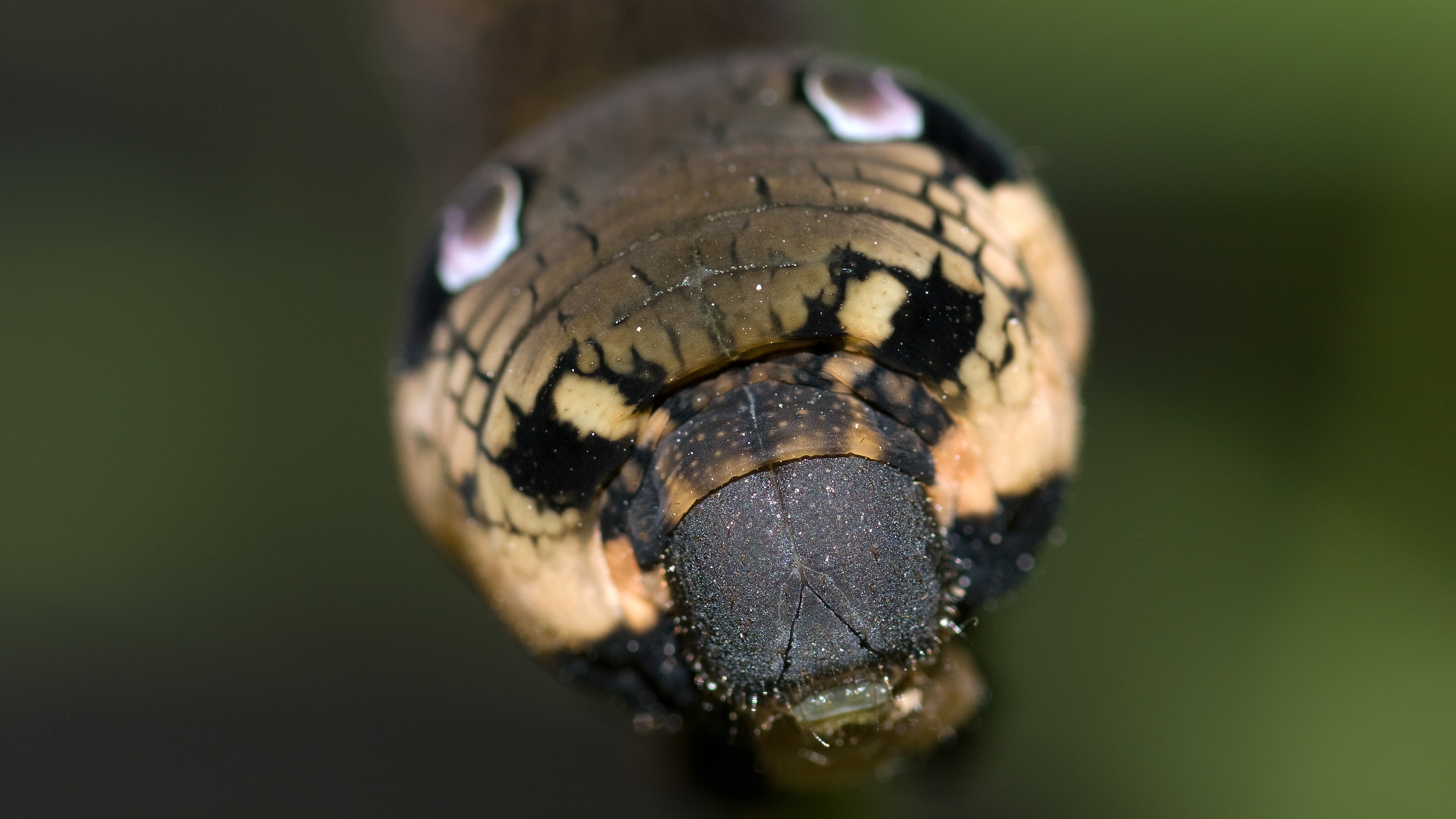 Popular Elephant Hawk Moth 4K for smartphone