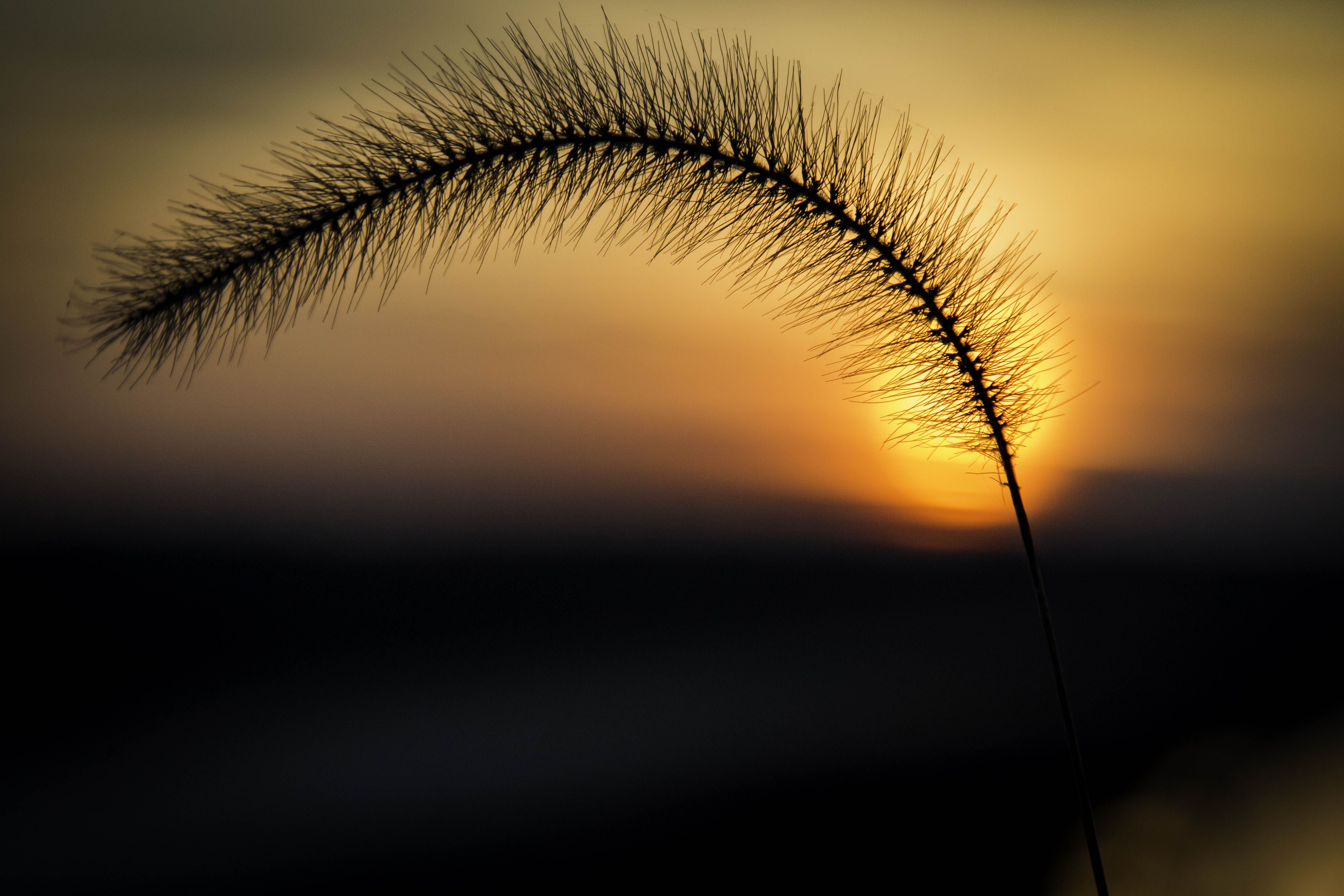 Free download wallpaper Sunset, Plant, Earth on your PC desktop