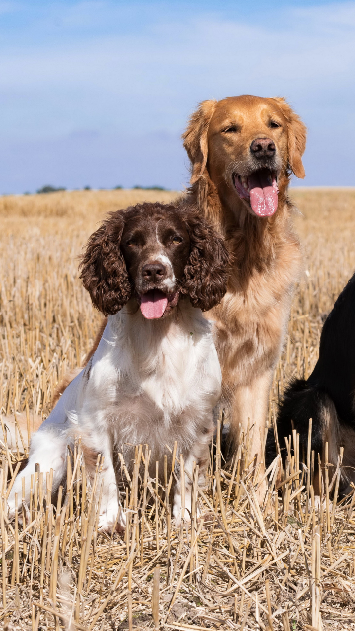 Download mobile wallpaper Dogs, Spaniel, Dog, Animal, Labrador for free.
