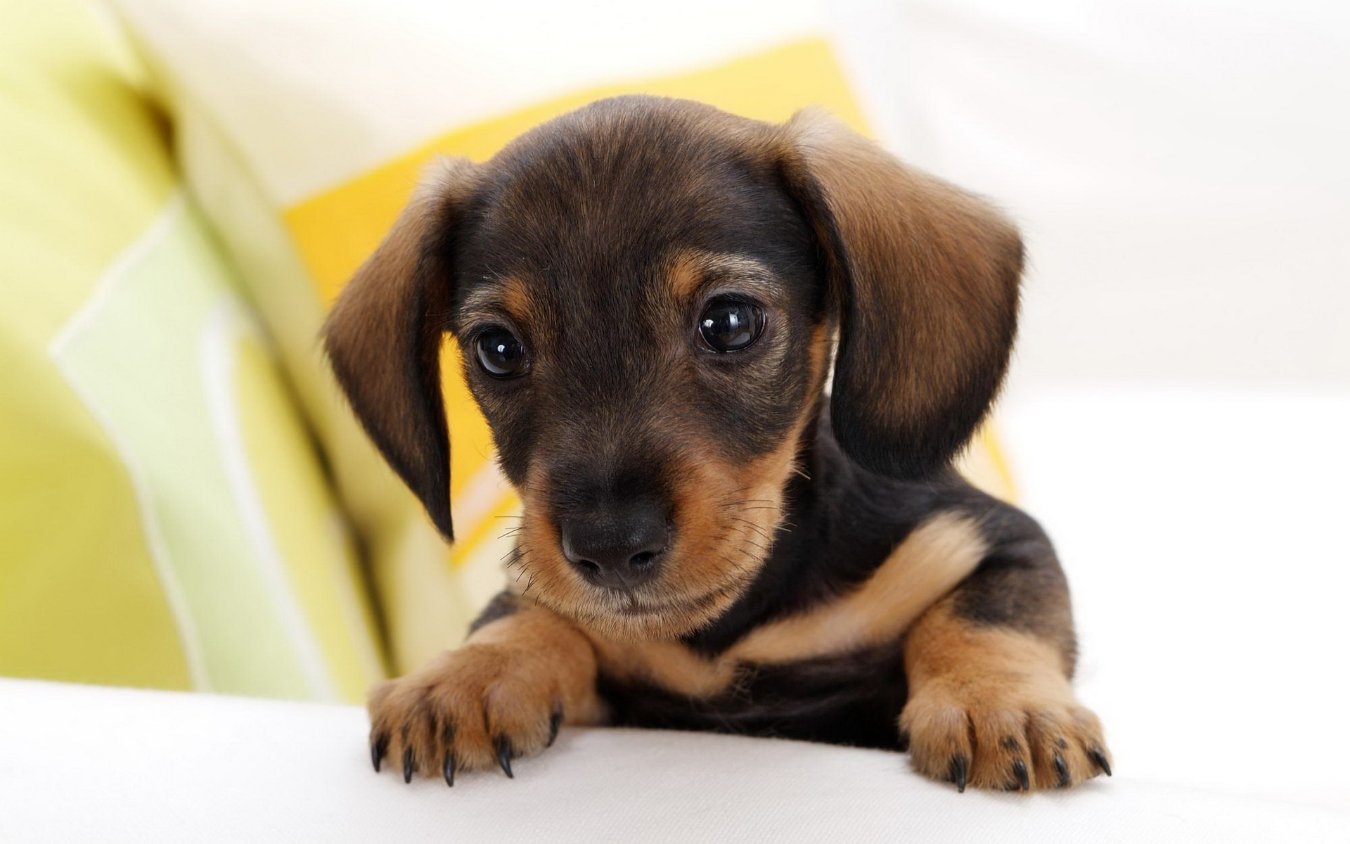 Téléchargez des papiers peints mobile Animaux, Chien gratuitement.