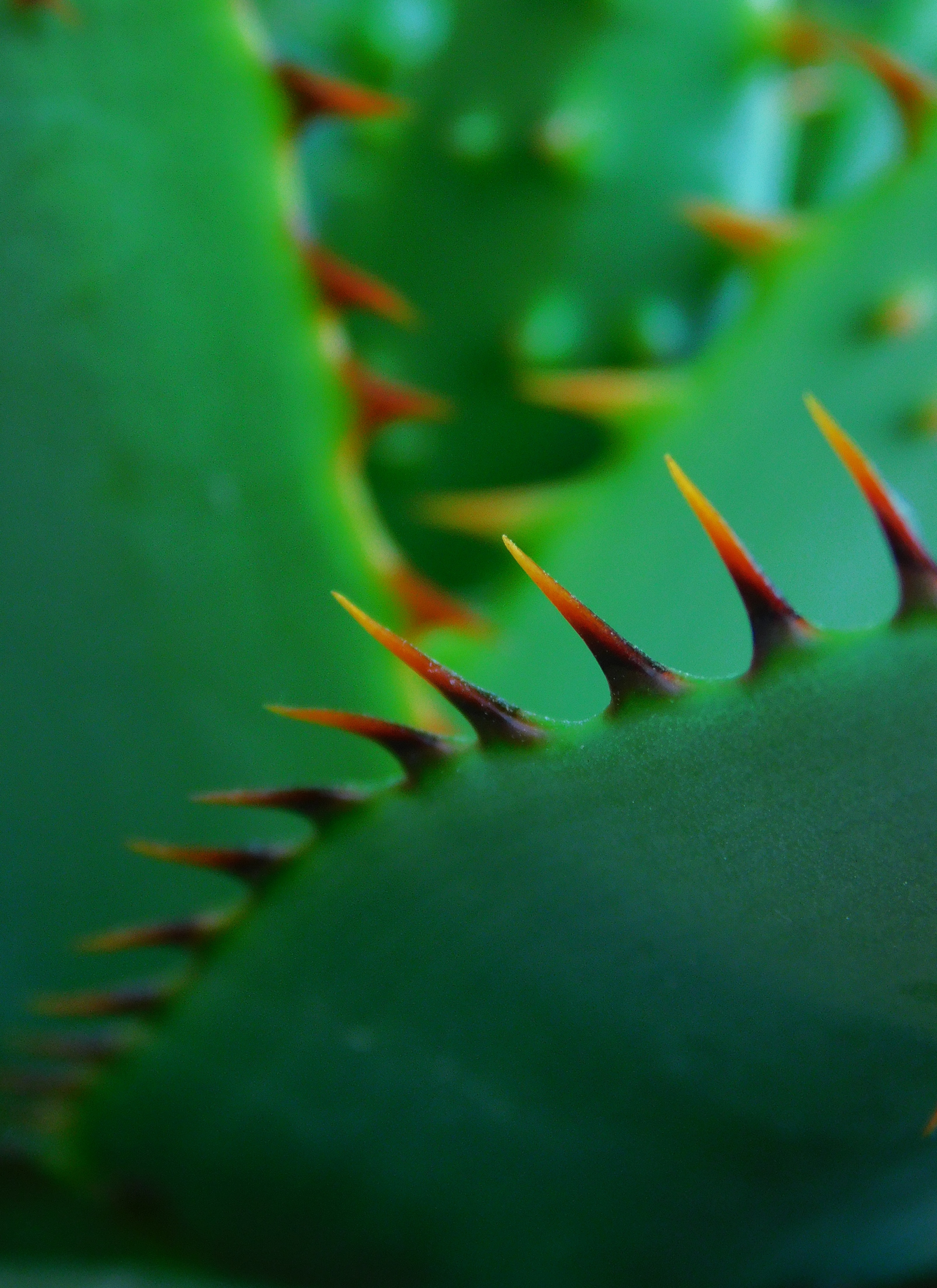green, plant, macro, close up, cactus, thorns, prickles, acute, sharp