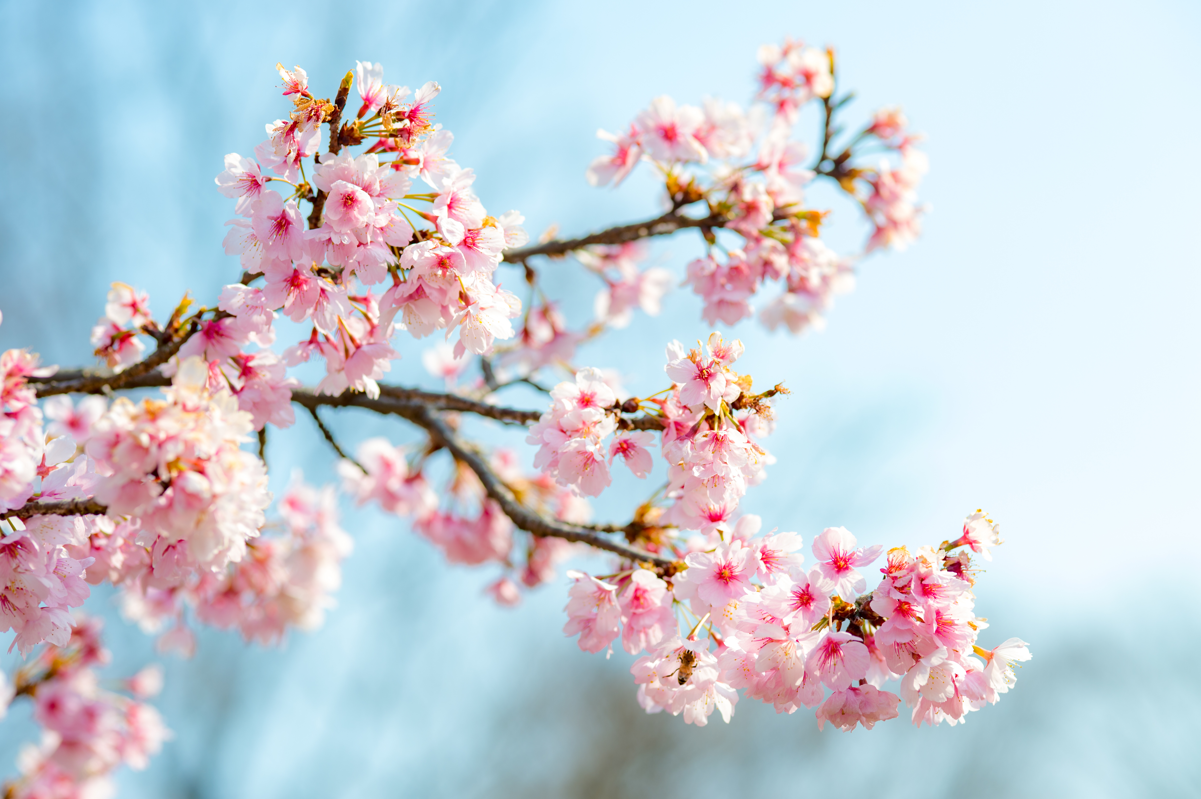 無料モバイル壁紙自然, フラワーズ, 花, ブランチ, 地球, 春, ピンクの花をダウンロードします。