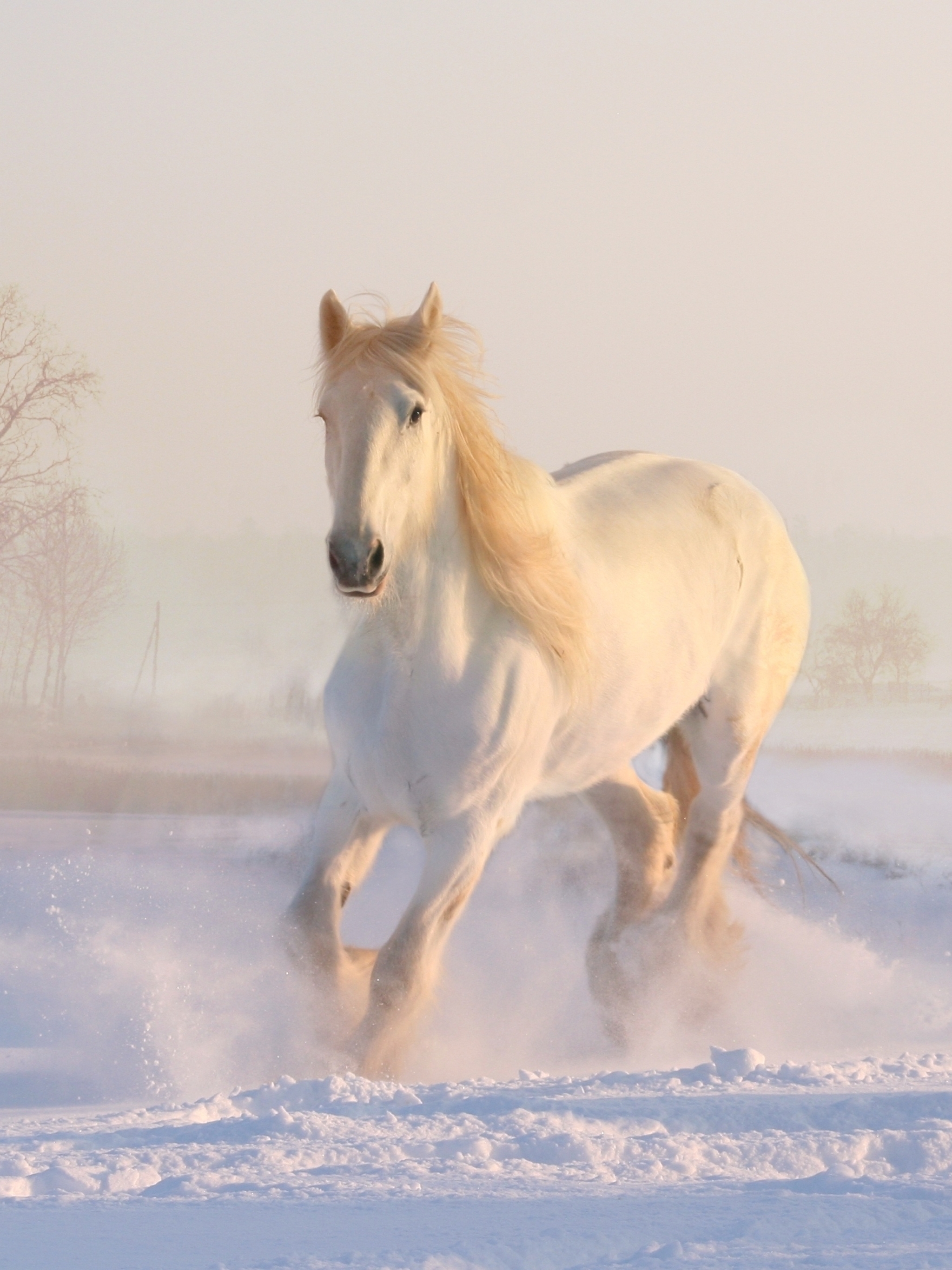 Скачать картинку Животные, Зима, Снег, Лошадь, Бег в телефон бесплатно.