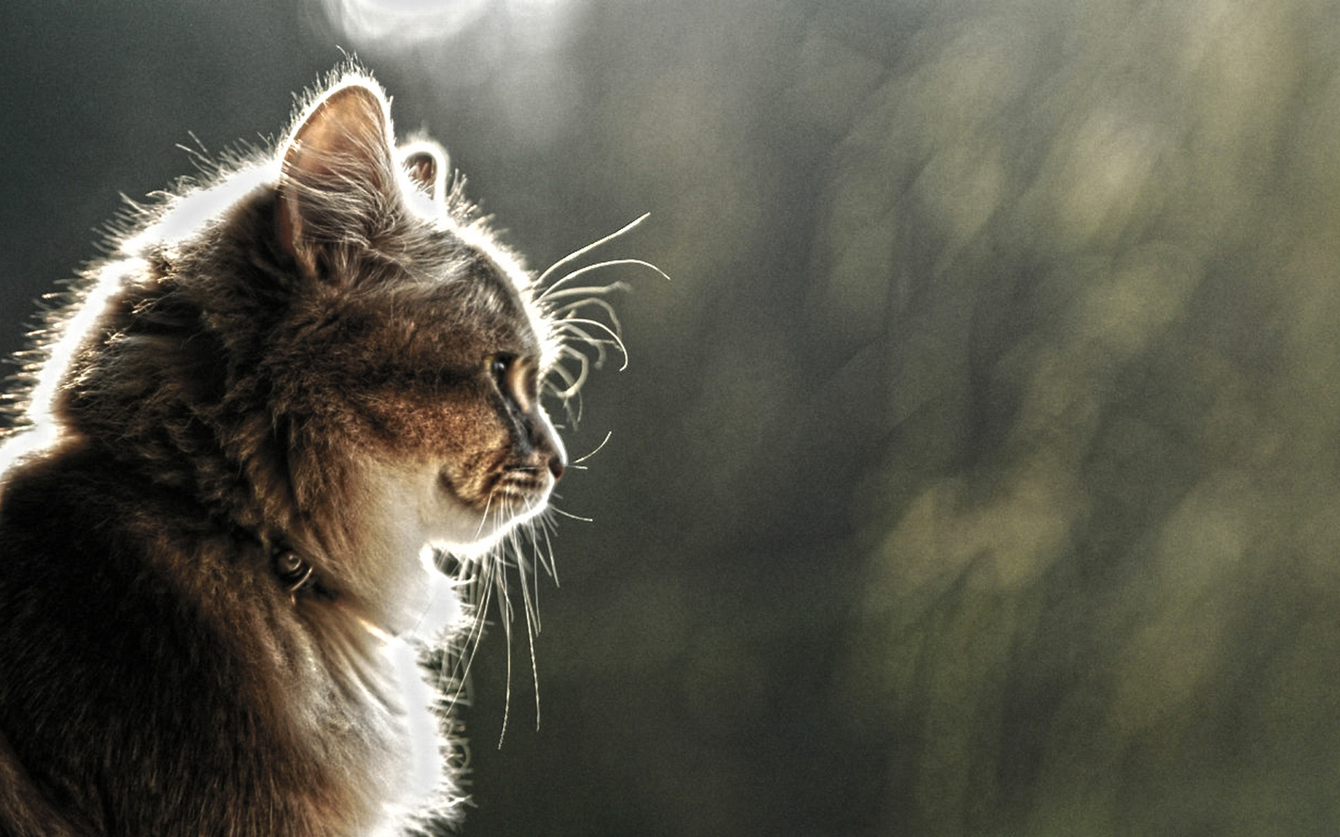 311293 économiseurs d'écran et fonds d'écran Chats sur votre téléphone. Téléchargez  images gratuitement