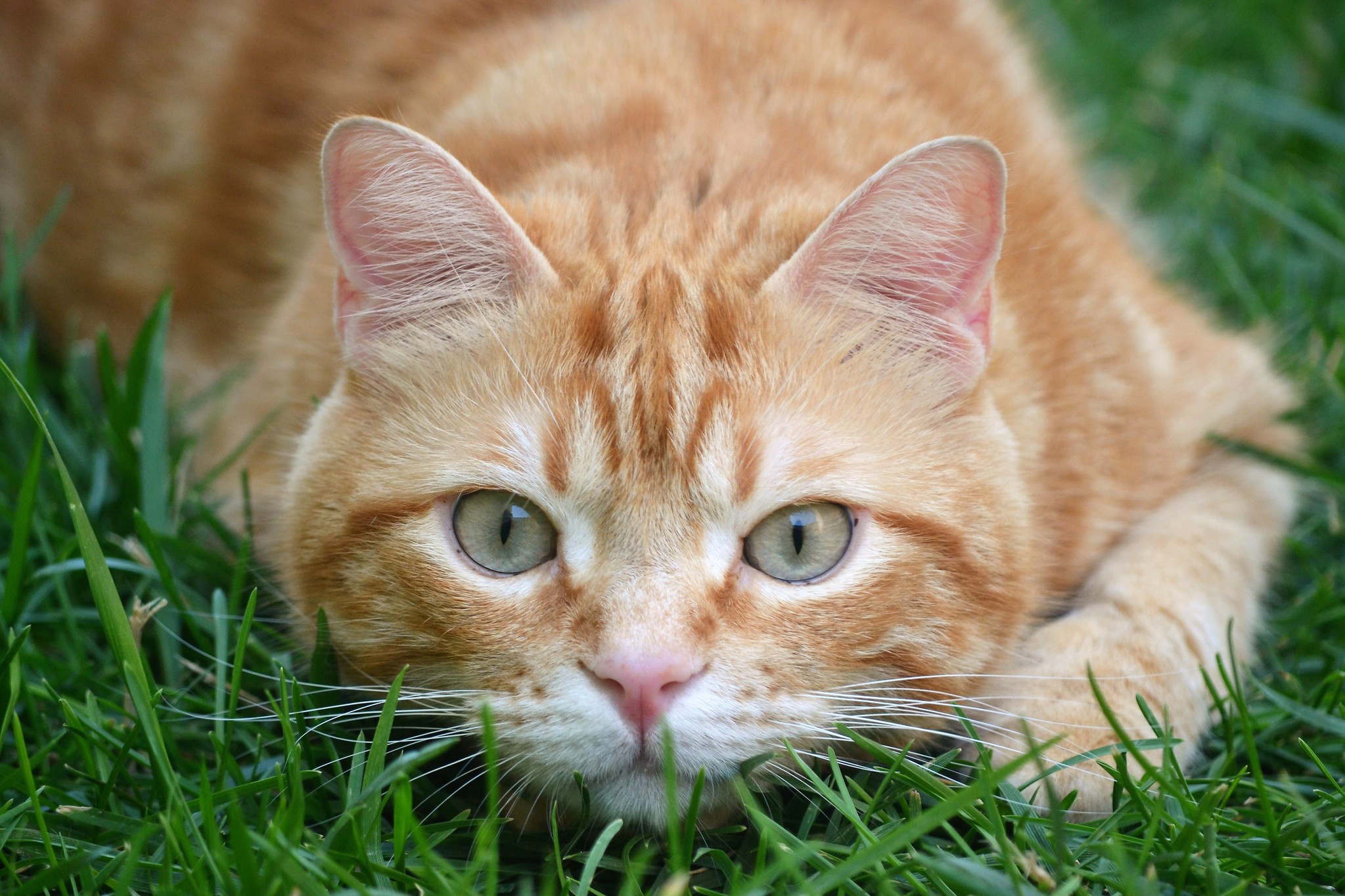 Baixe gratuitamente a imagem Animais, Gatos, Gato, Olhar Fixamente na área de trabalho do seu PC