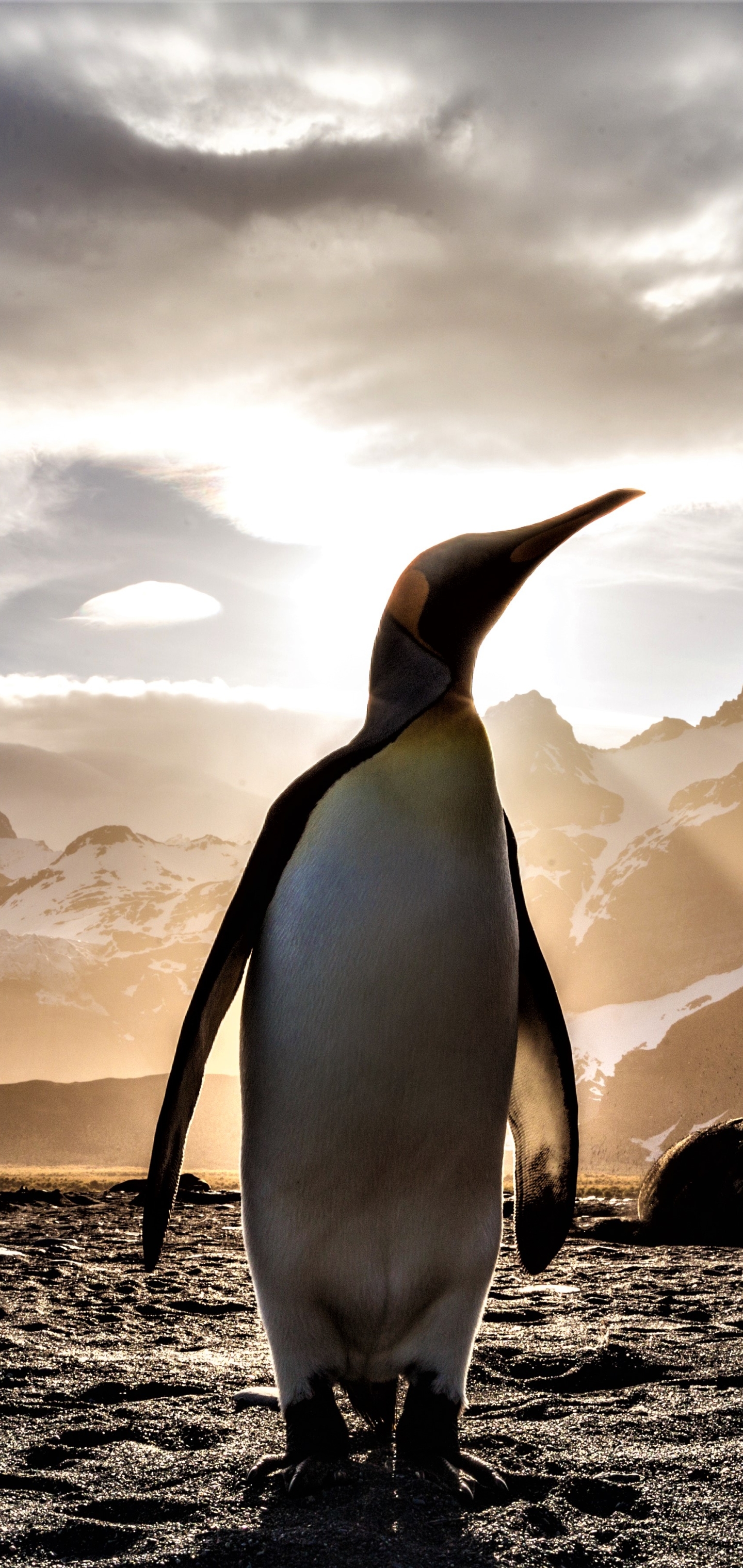 Download mobile wallpaper Birds, Bird, Animal, Penguin, Sunbeam, Emperor Penguin, Sunbean for free.
