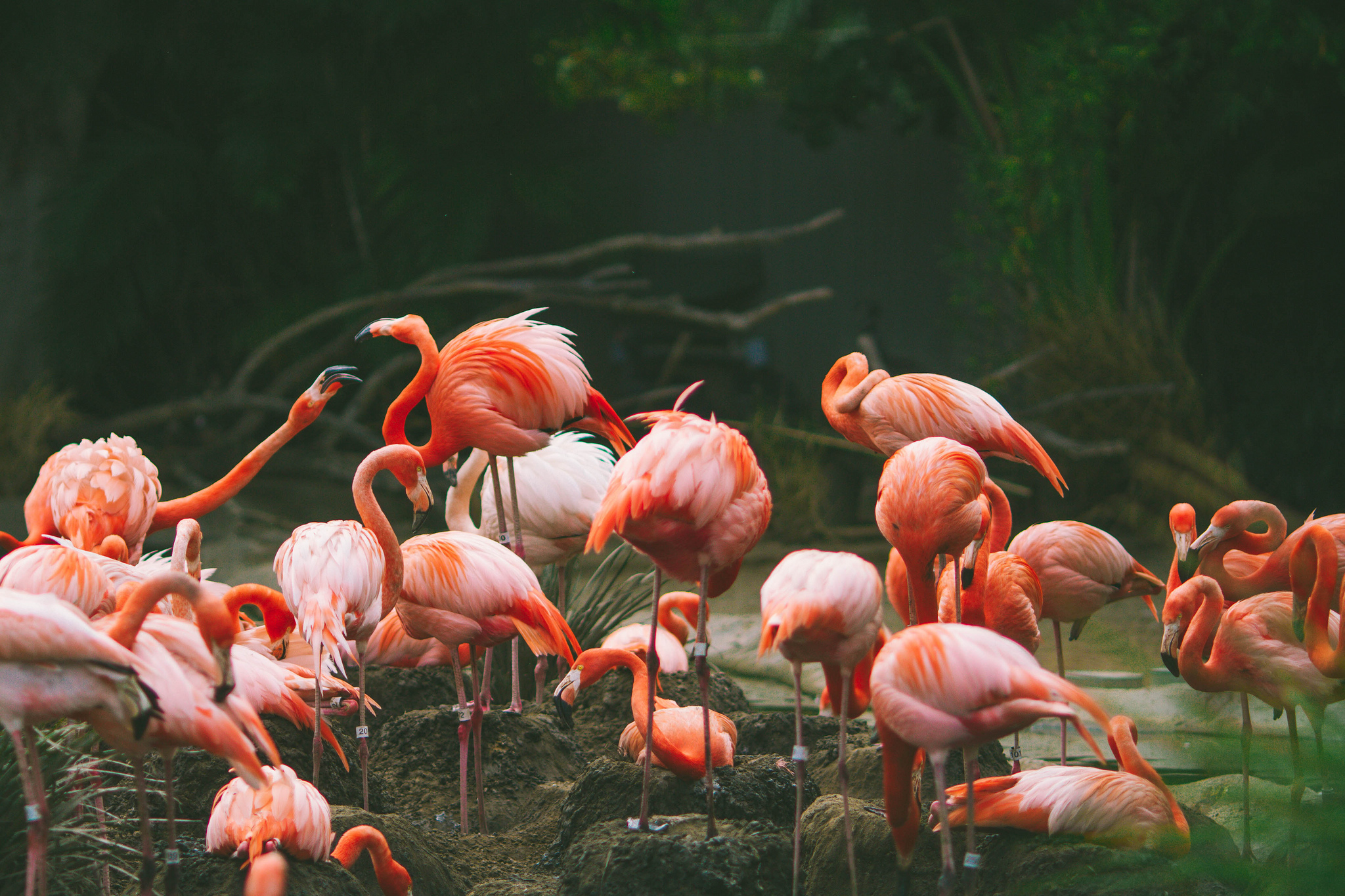 Baixe gratuitamente a imagem Animais, Aves, Flamingo, Pássaro na área de trabalho do seu PC