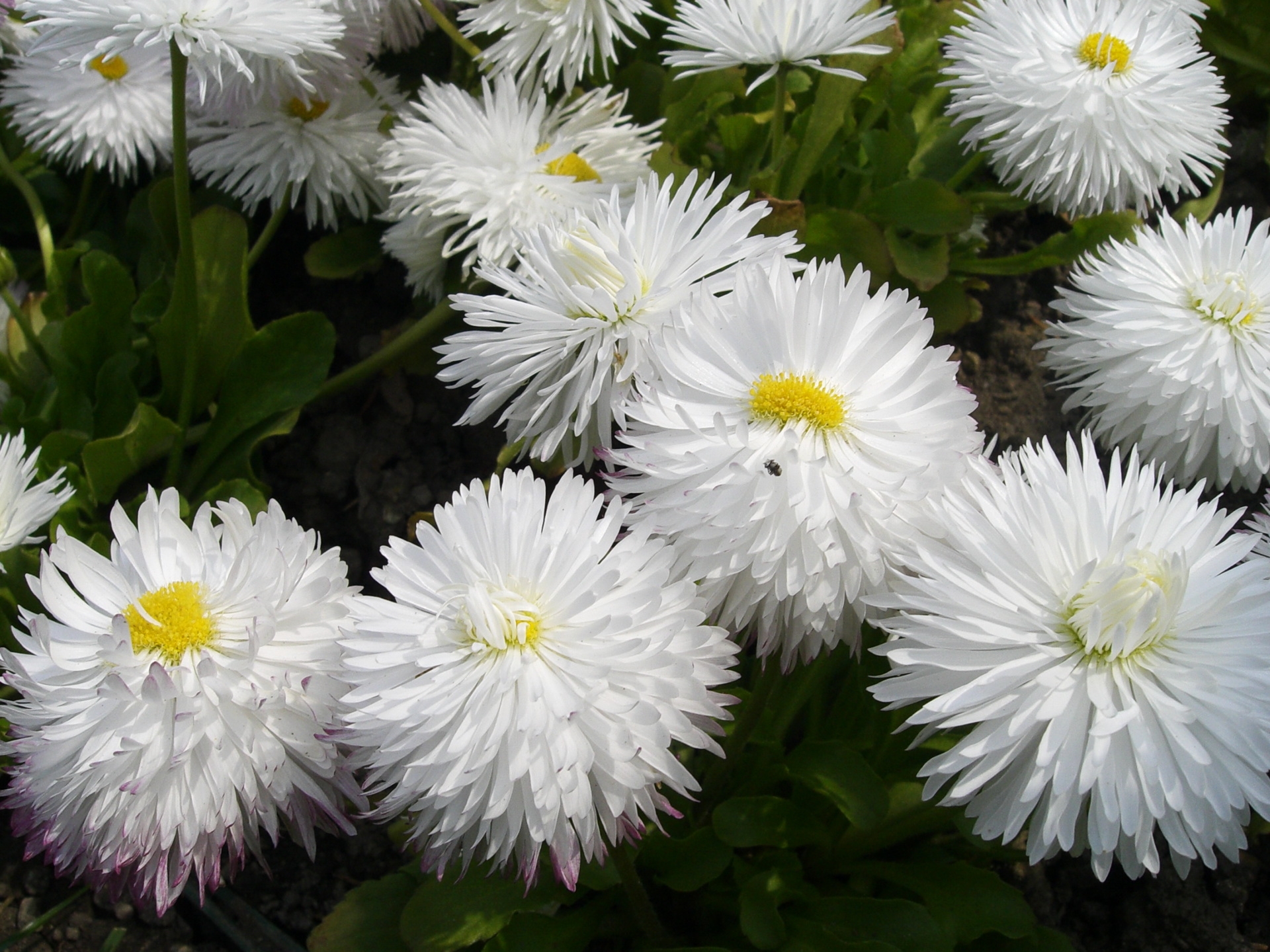 white, greens, flowers, close up, snow white, daisies