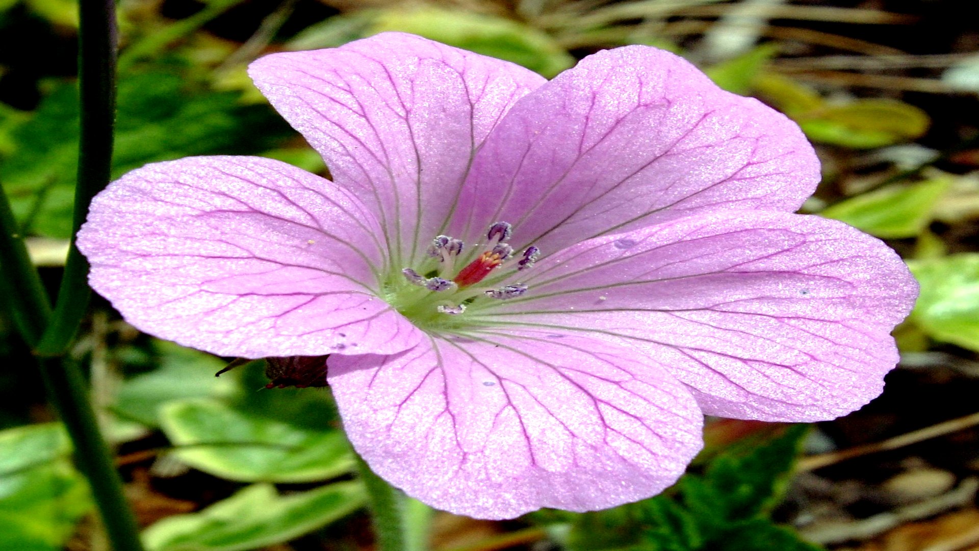 Baixar papel de parede para celular de Flores, Flor, Terra/natureza gratuito.