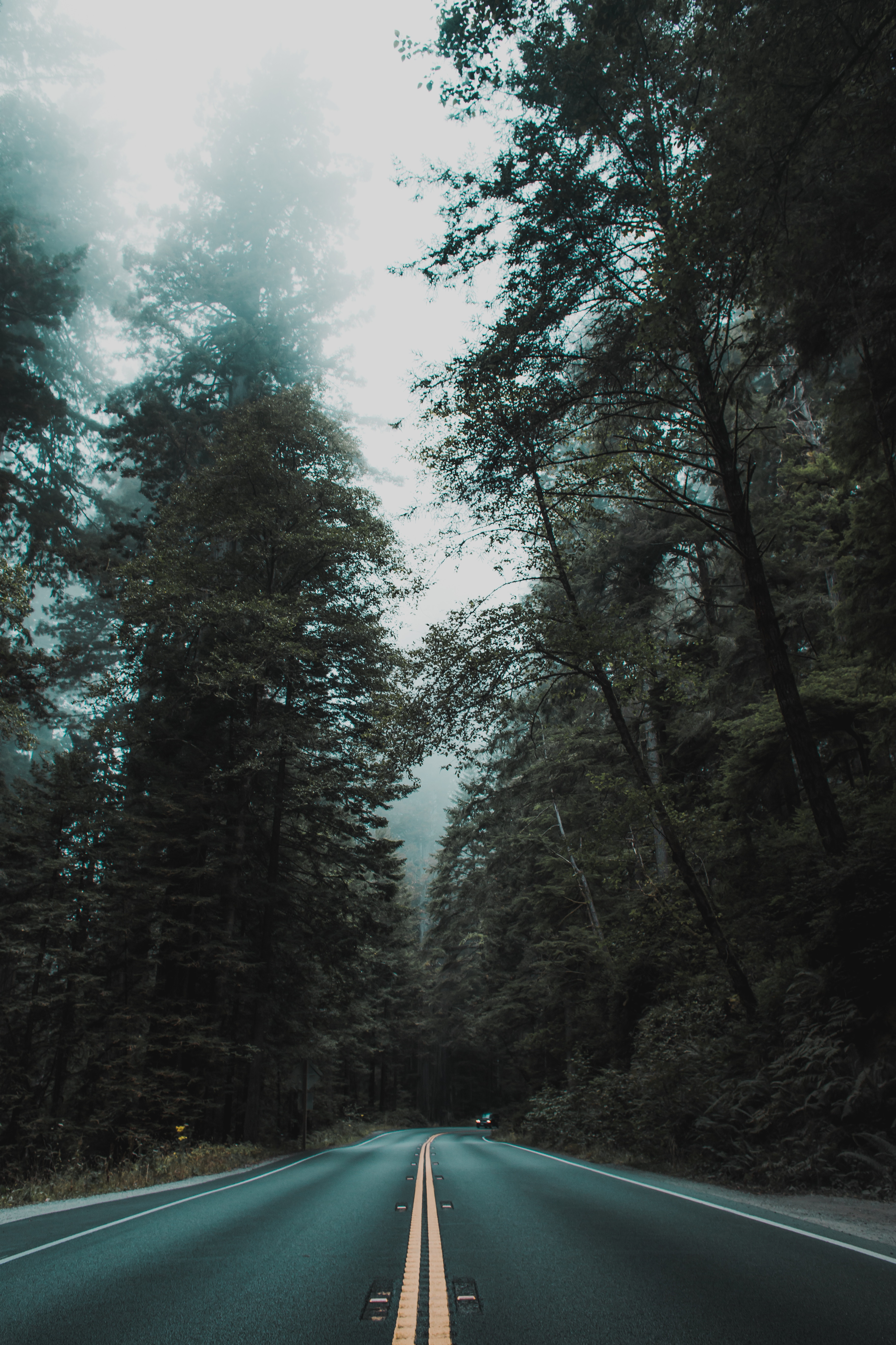 Download mobile wallpaper Turn, Markup, Road, Nature, Trees, Fog for free.