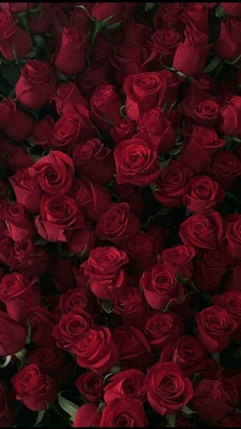 Download mobile wallpaper Flowers, Flower, Rose, Earth, Red Rose for free.