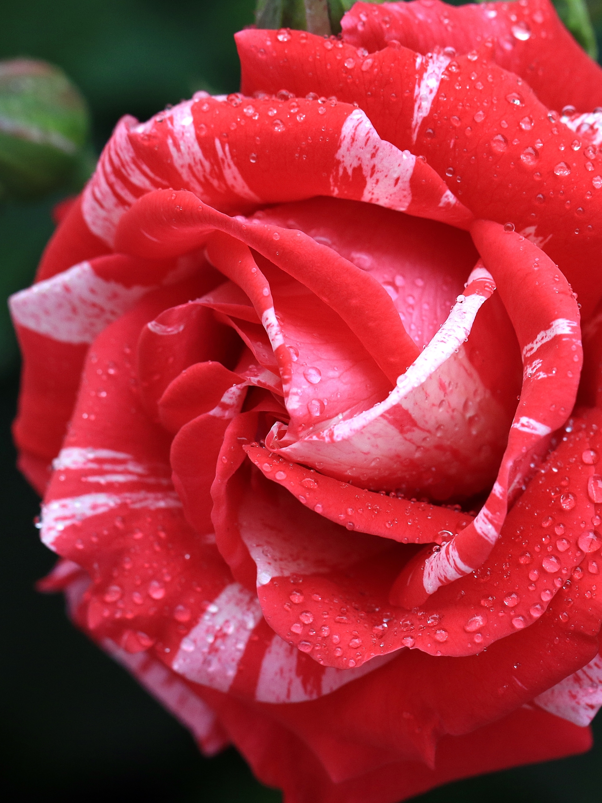 Baixar papel de parede para celular de Flores, Rosa, Flor, Rosa Vermelha, Broto, Terra/natureza, Gota De Água, Pingo D'água gratuito.