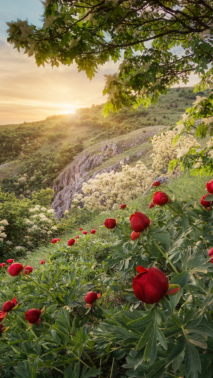 bulgaria, earth, sunset, spring, forest, peony, mountain