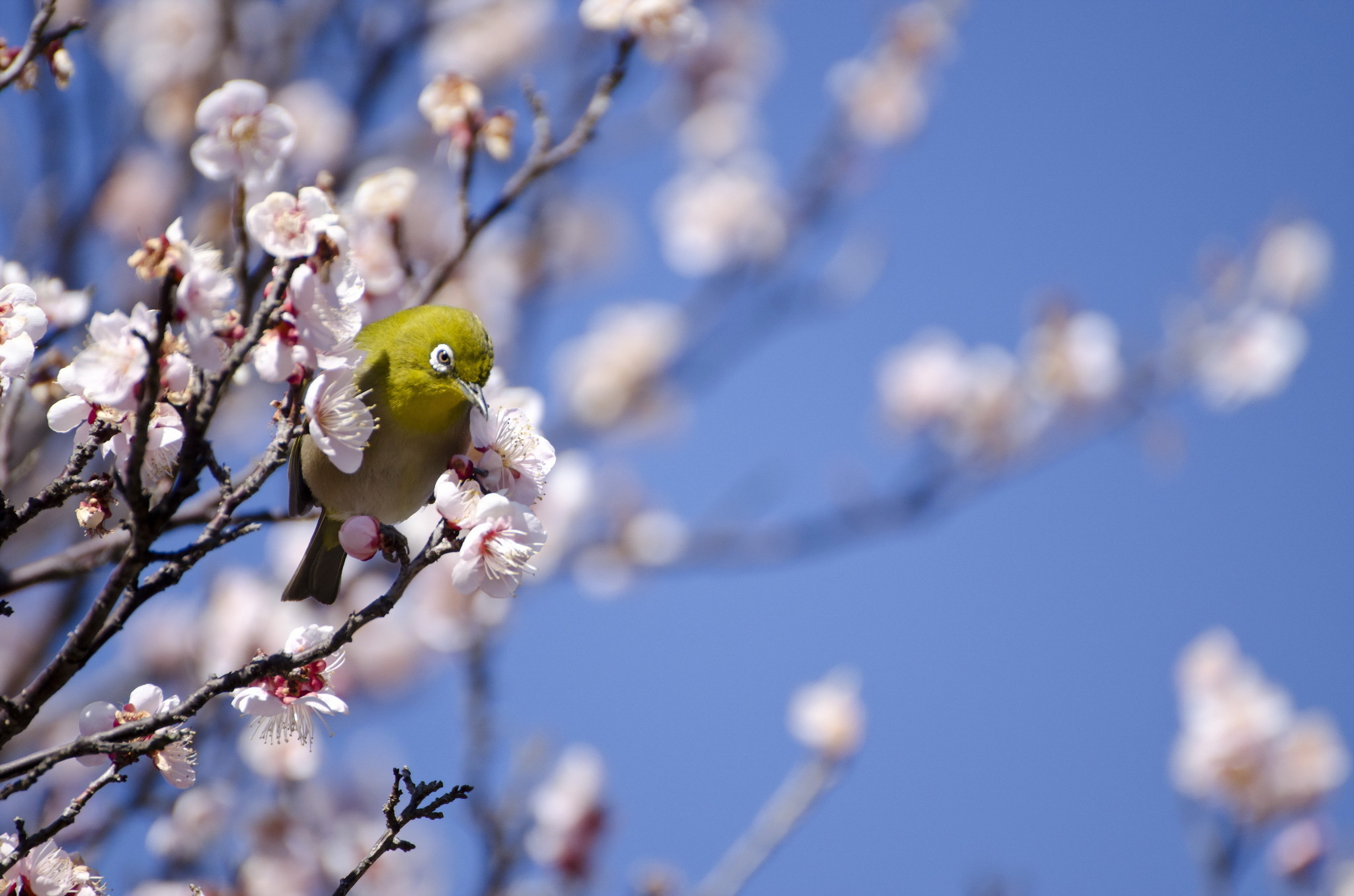 PCデスクトップに動物, 鳥, 花, ブランチ, 春, ボケ画像を無料でダウンロード
