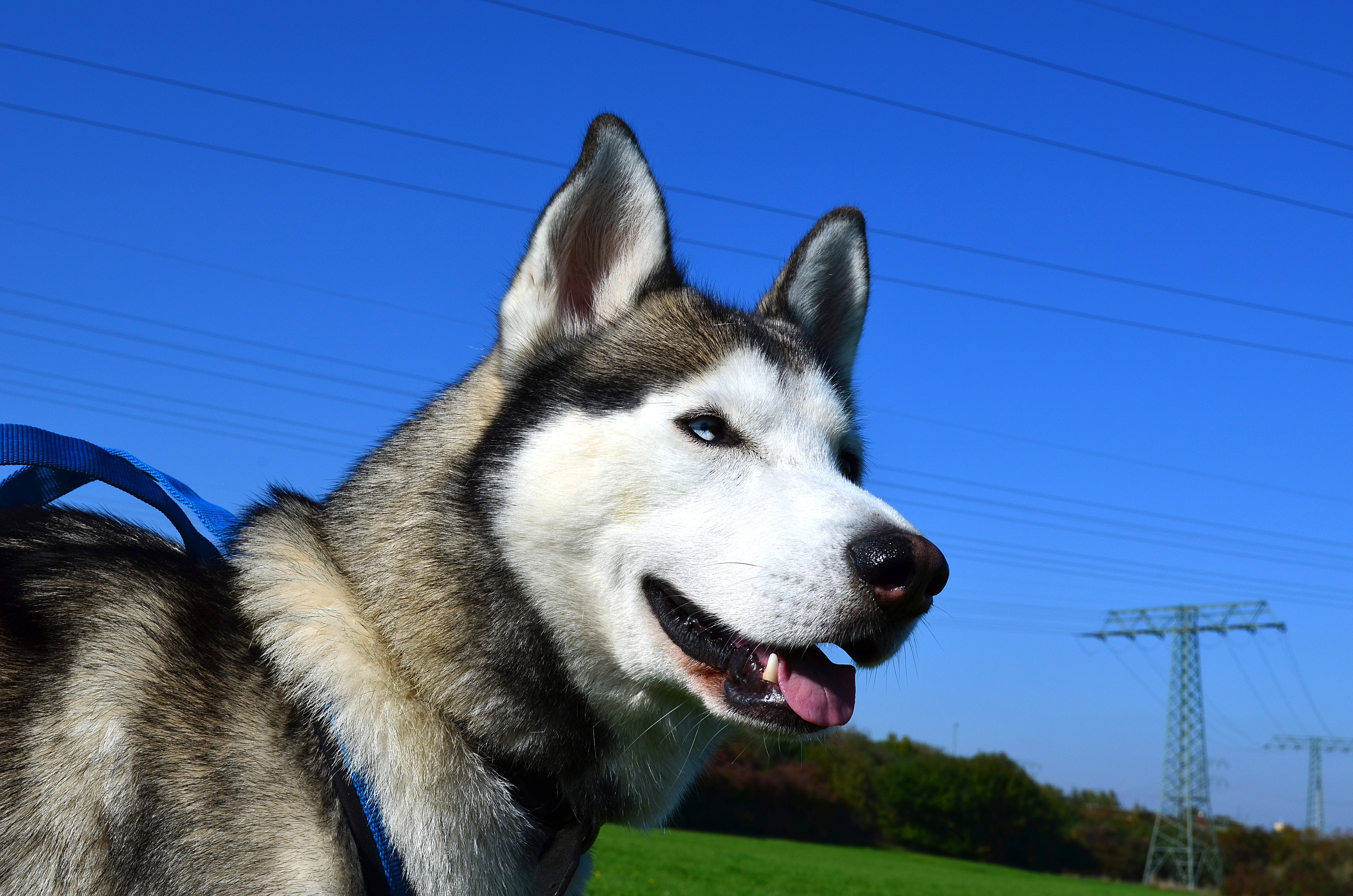 Free download wallpaper Animals, Dog, Muzzle, Sight, Opinion, Husky on your PC desktop