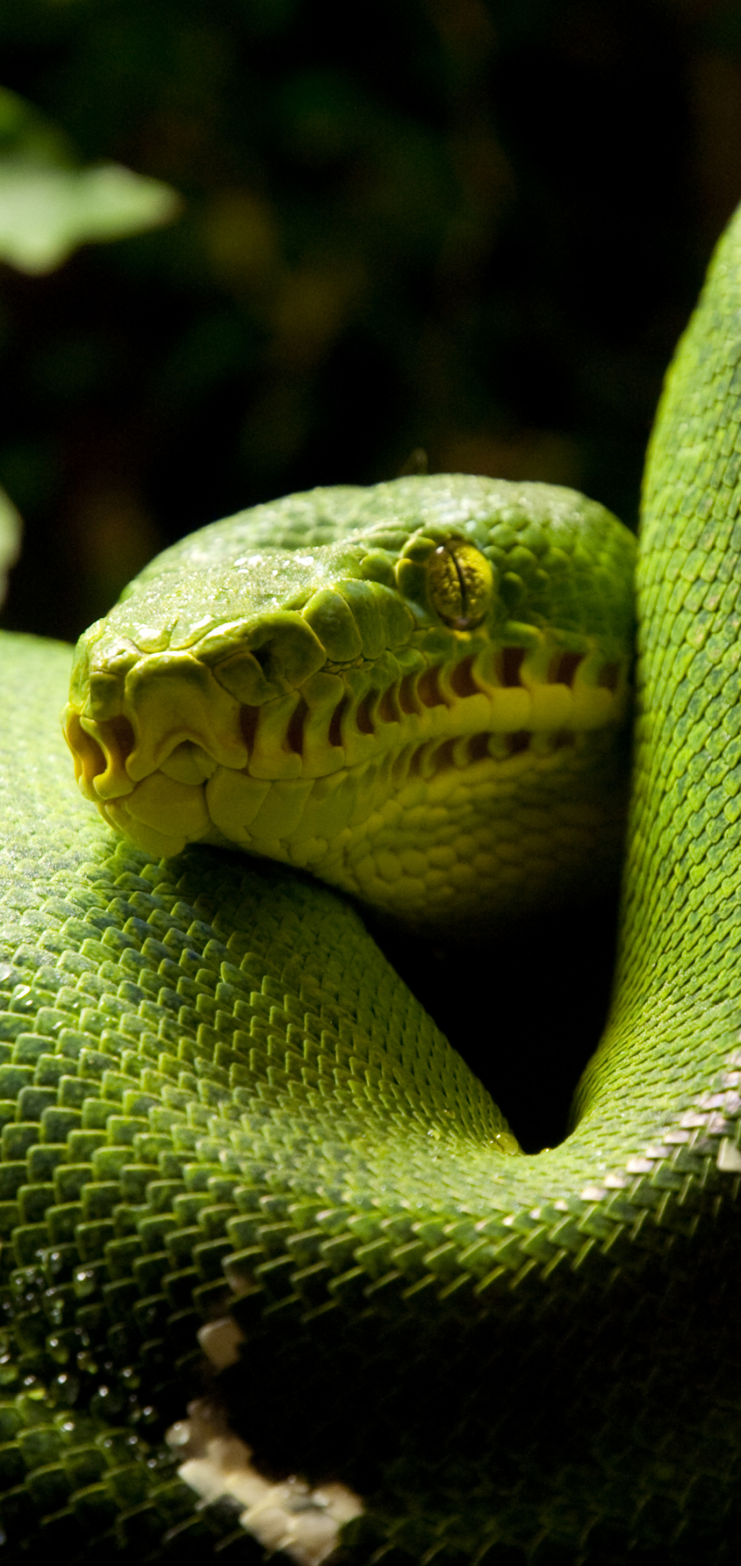 Скачати мобільні шпалери Тварина, Змія, Рептилії, Python, Зелене Дерево Python безкоштовно.