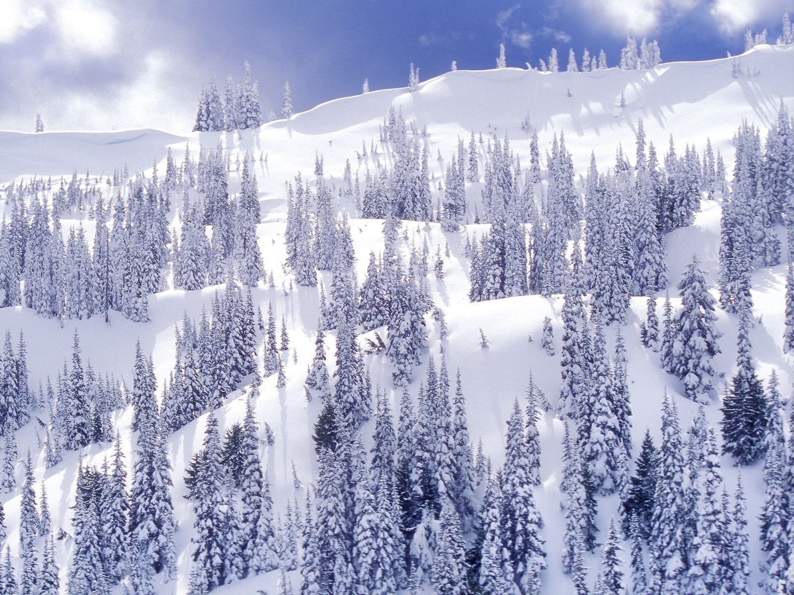 Free download wallpaper Landscape, Winter, Fir Trees on your PC desktop