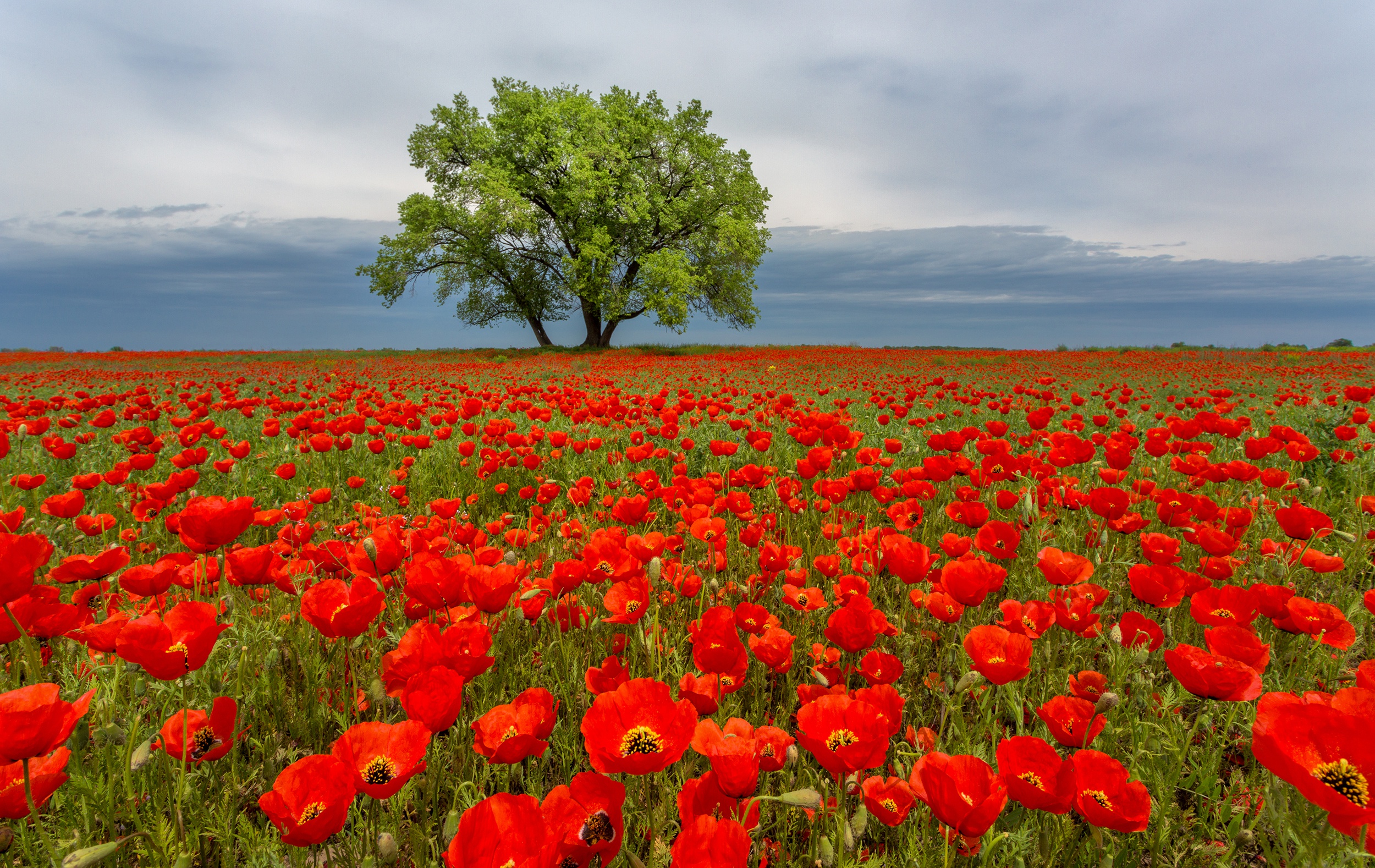 Download mobile wallpaper Nature, Flowers, Summer, Tree, Earth, Field, Poppy, Red Flower for free.
