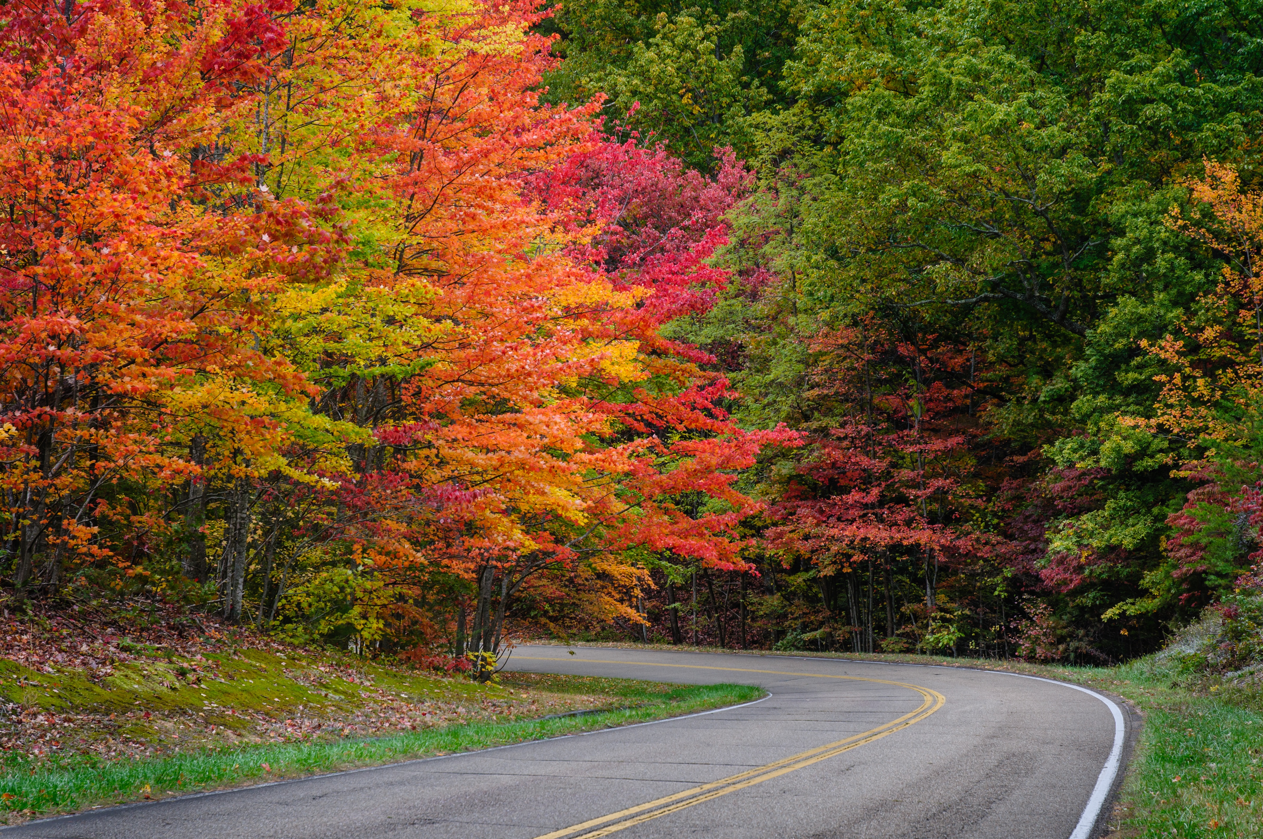 Download mobile wallpaper Nature, Road, Forest, Fall, Man Made for free.