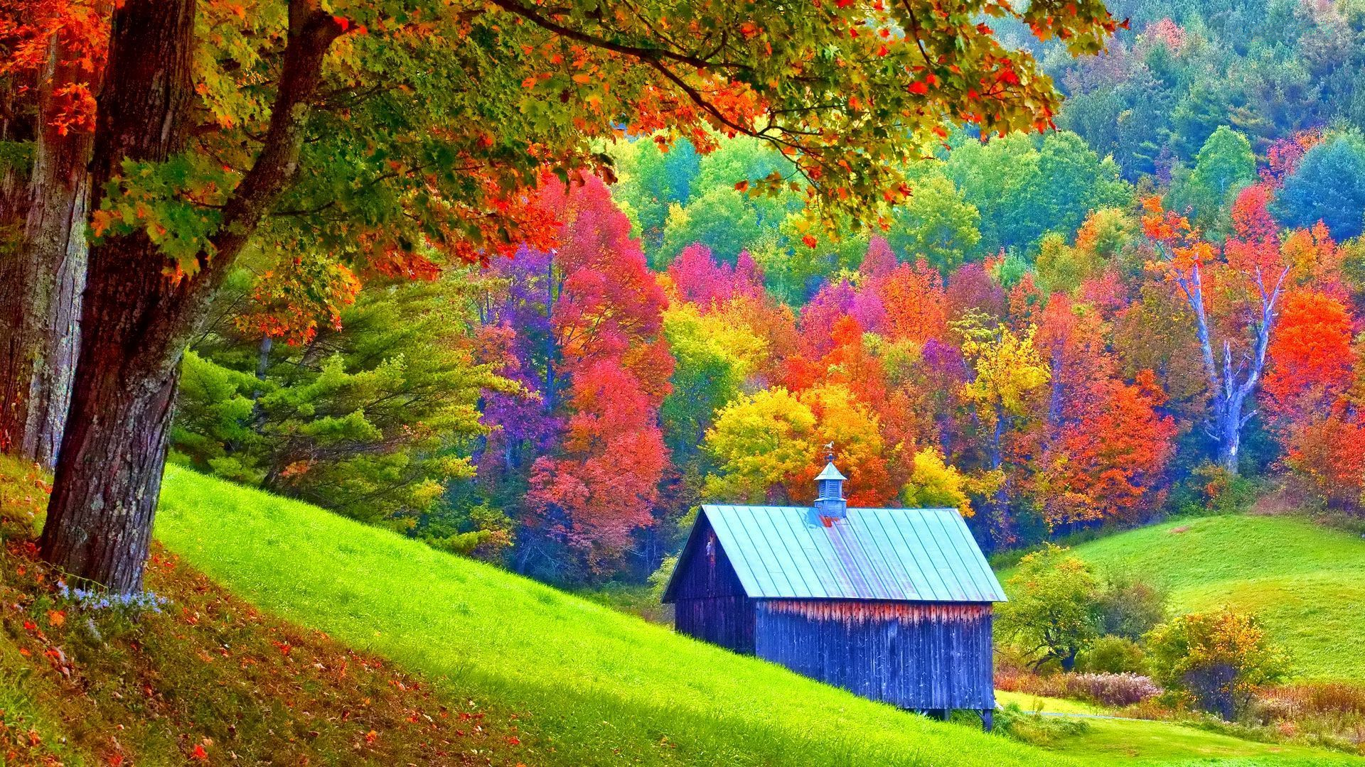Download mobile wallpaper Forest, Tree, Fall, Shed, Man Made for free.