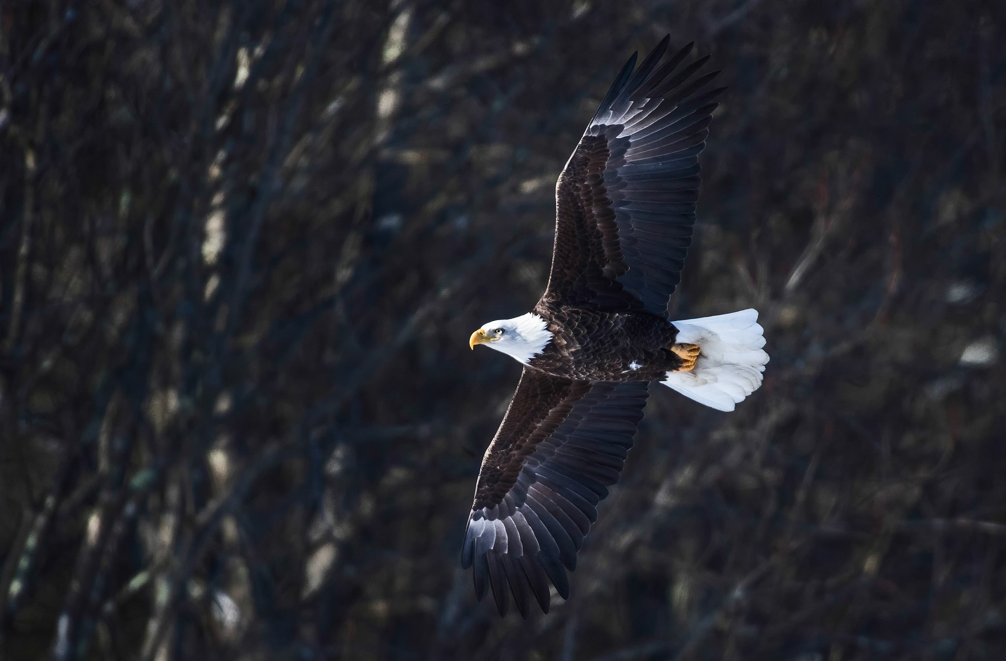 Download mobile wallpaper Flight, Bald Eagle, Eagle, Birds, Animal, Wings for free.
