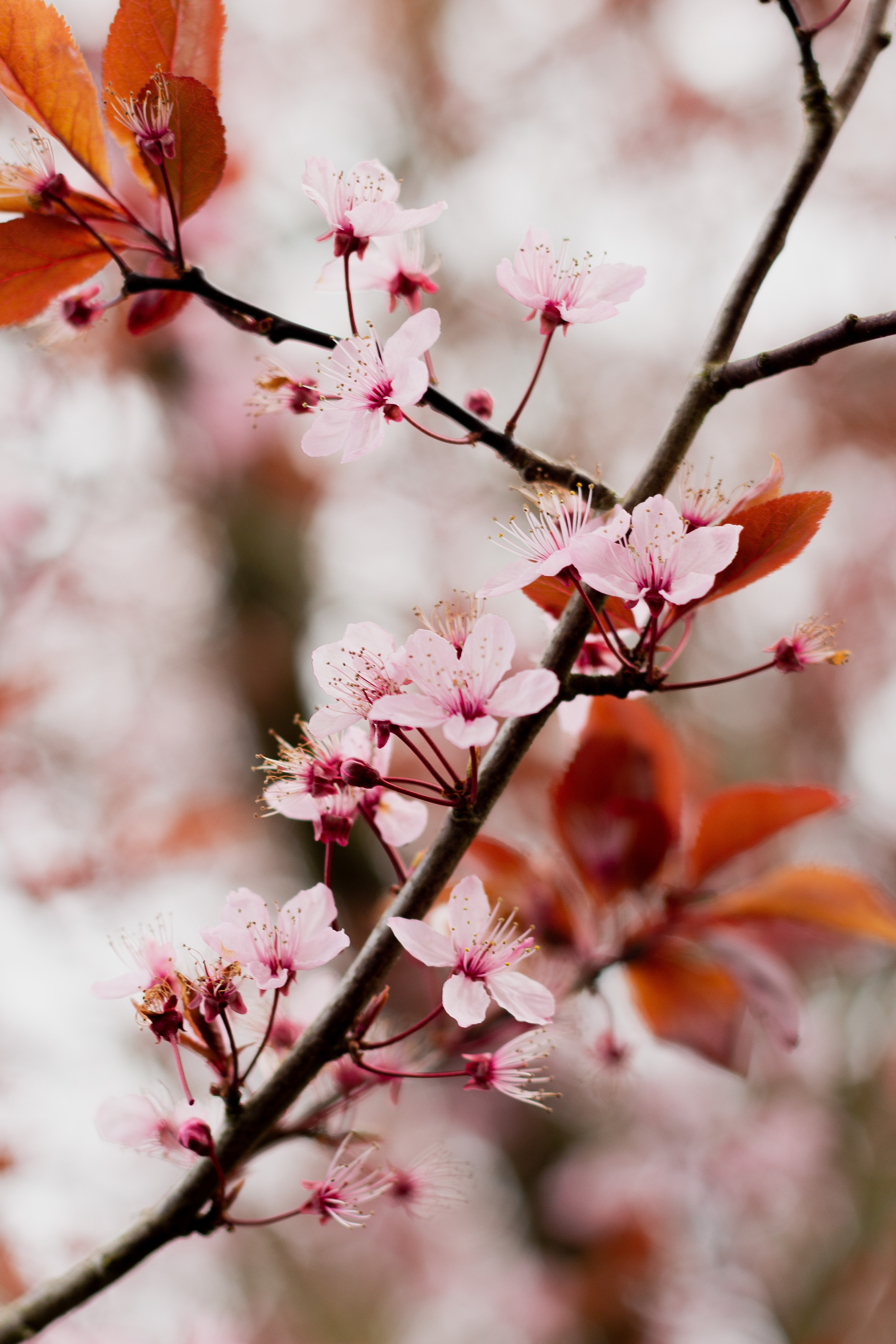 cherry blossom, bloom, flowers, pink, flowering, branch