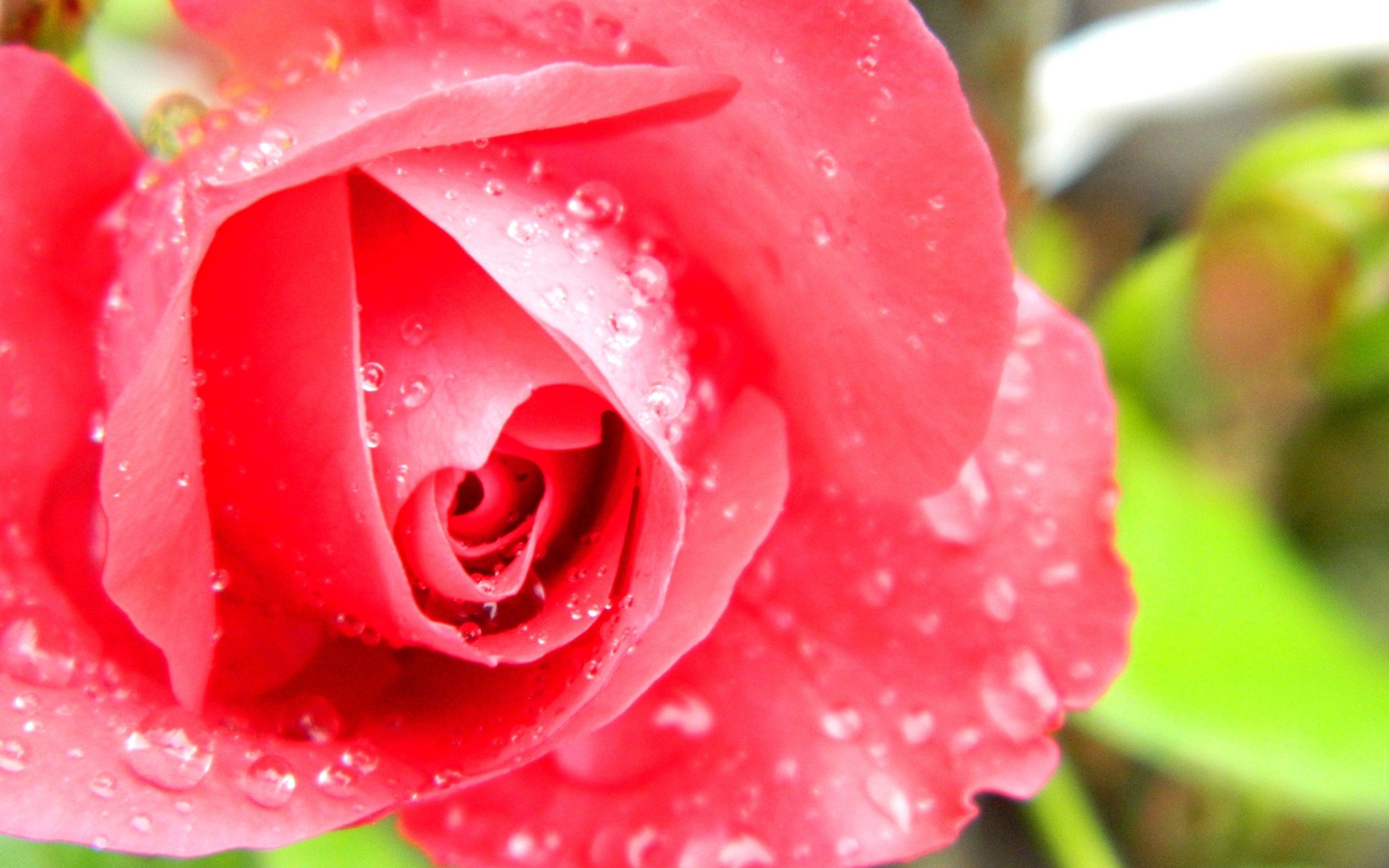 Download mobile wallpaper Petals, Macro, Rose, Drops, Rose Flower for free.