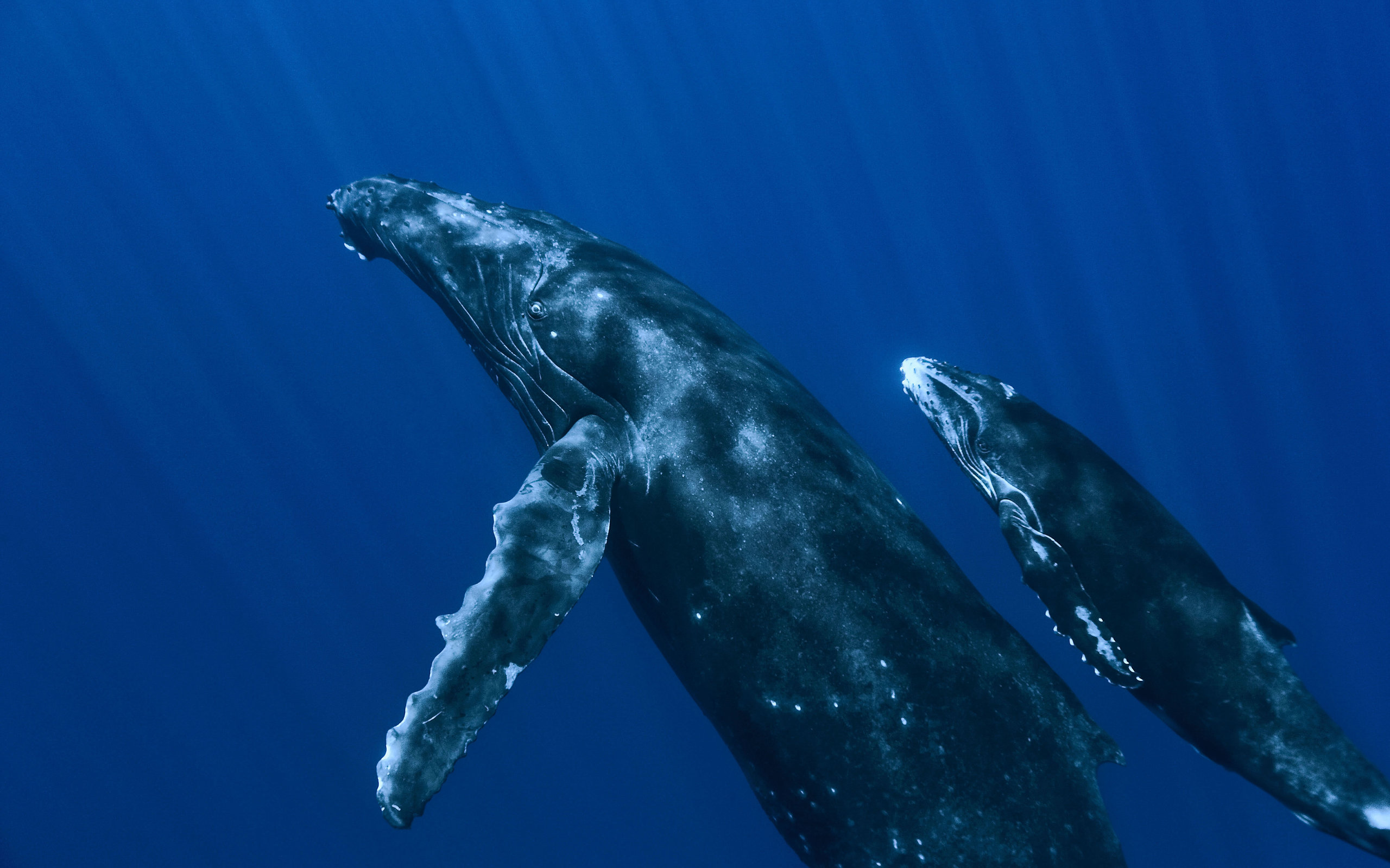 Download mobile wallpaper Animal, Whale for free.