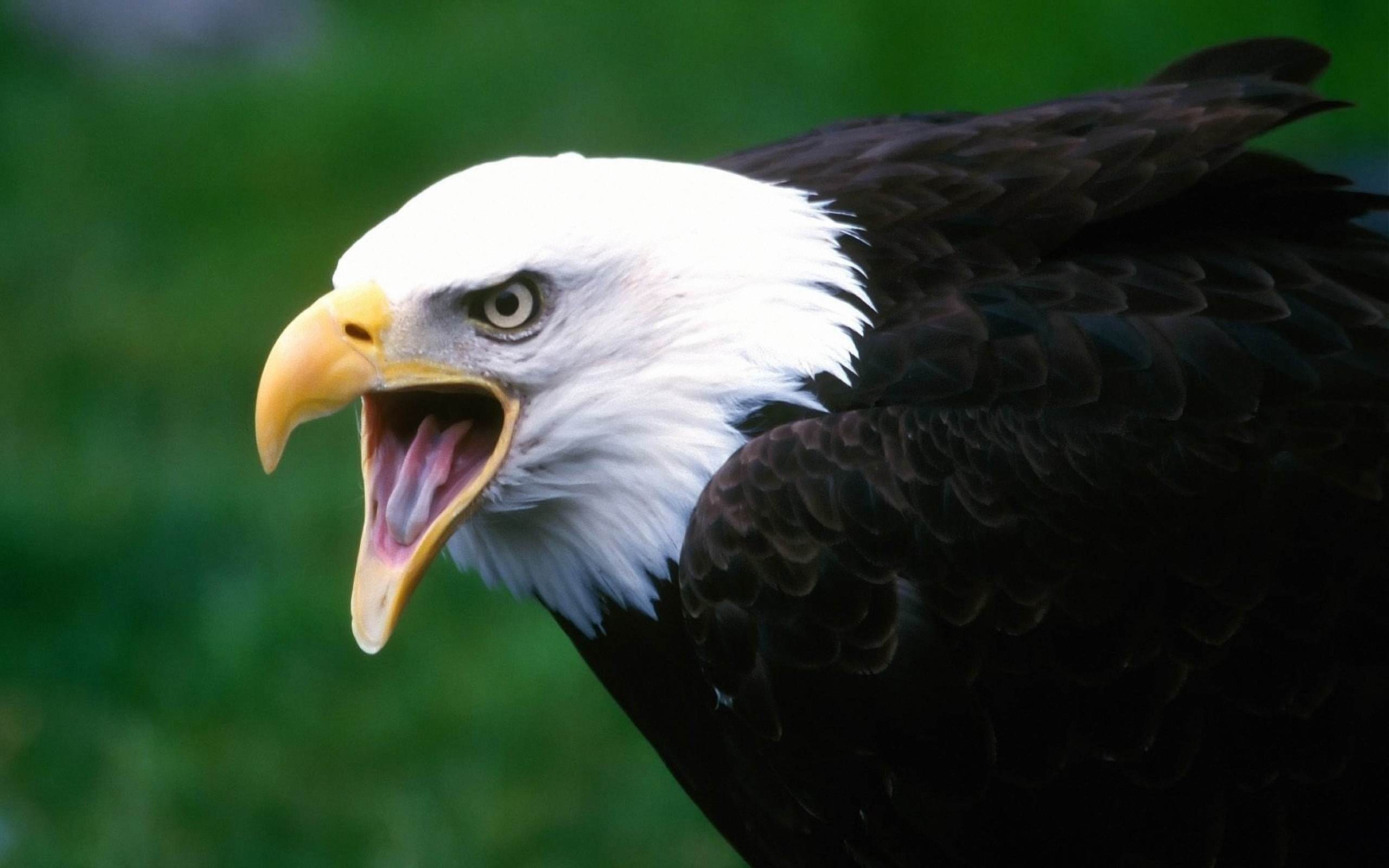 Free download wallpaper Bald Eagle, Birds, Animal on your PC desktop