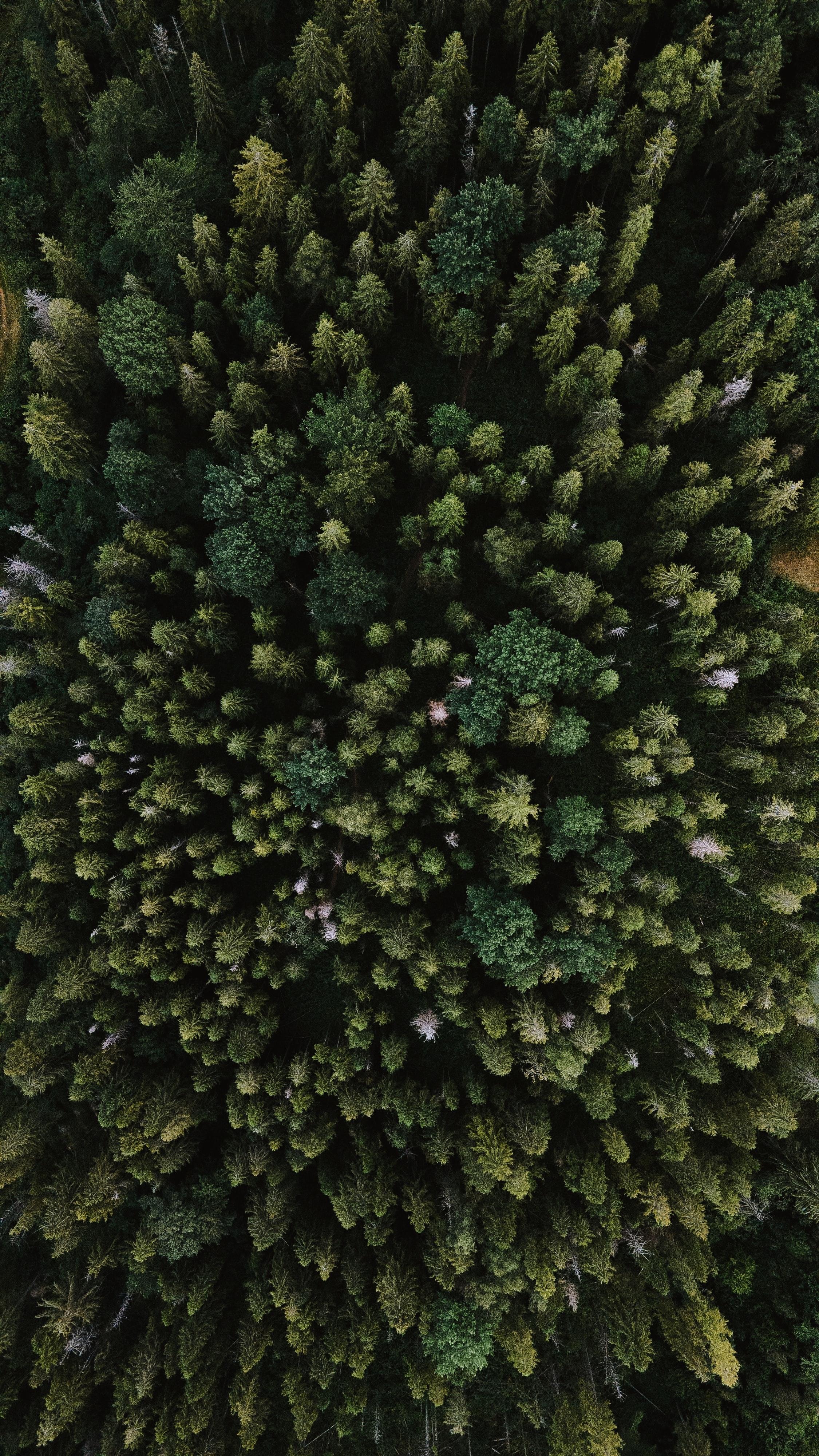Download mobile wallpaper Spruce, Fir, View From Above, Trees, Forest, Nature for free.
