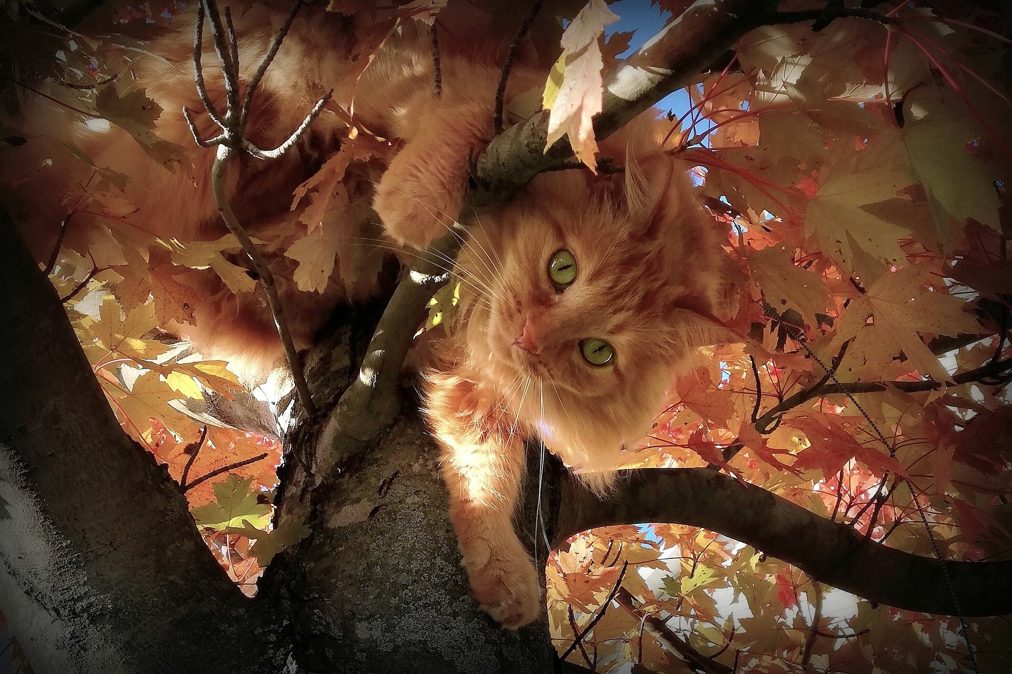 Free download wallpaper Cats, Cat, Fluffy, Fall, Branch, Animal, Trunk, Green Eyes on your PC desktop