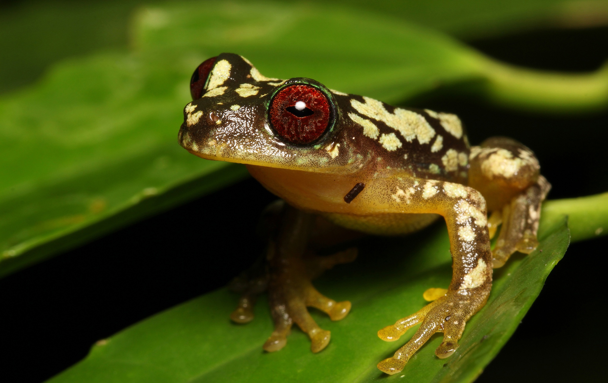 Laden Sie das Tiere, Frösche, Frosch, Amphibie-Bild kostenlos auf Ihren PC-Desktop herunter
