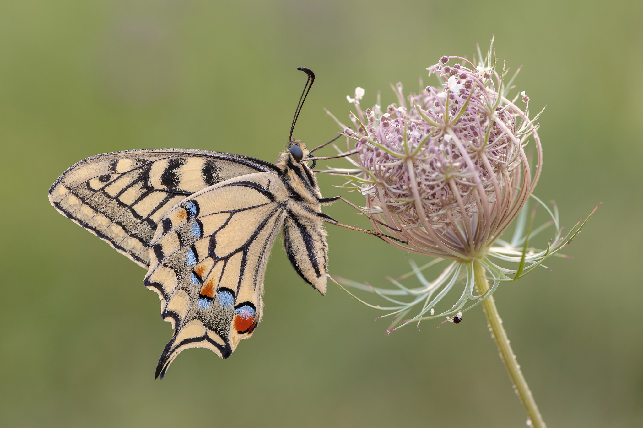 Descarga gratuita de fondo de pantalla para móvil de Animales, Flor, Insecto, Mariposa, Macrofotografía.