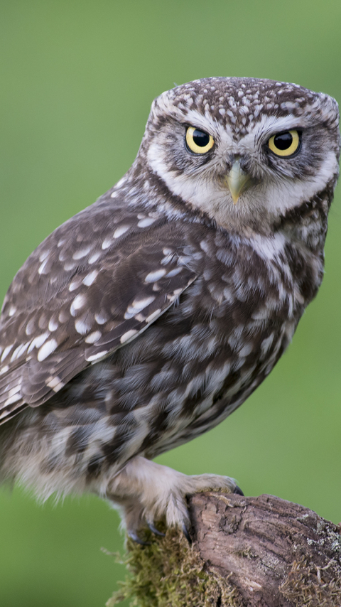 Download mobile wallpaper Birds, Animal, Little Owl for free.