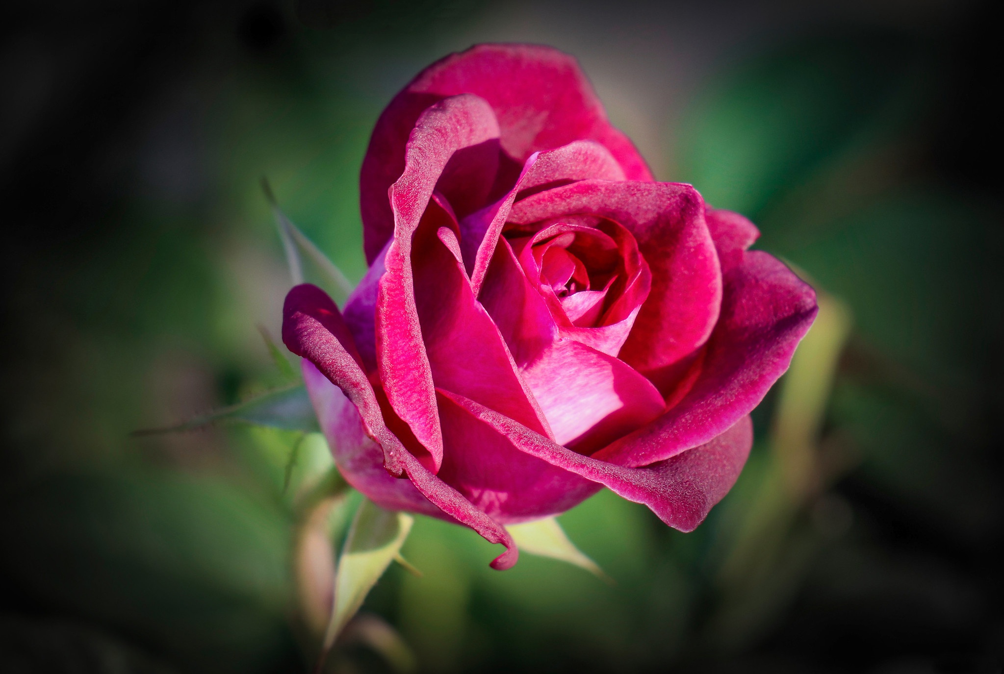 Descarga gratuita de fondo de pantalla para móvil de Flores, Rosa, Flor, Tierra/naturaleza, Macrofotografía, Difuminado.