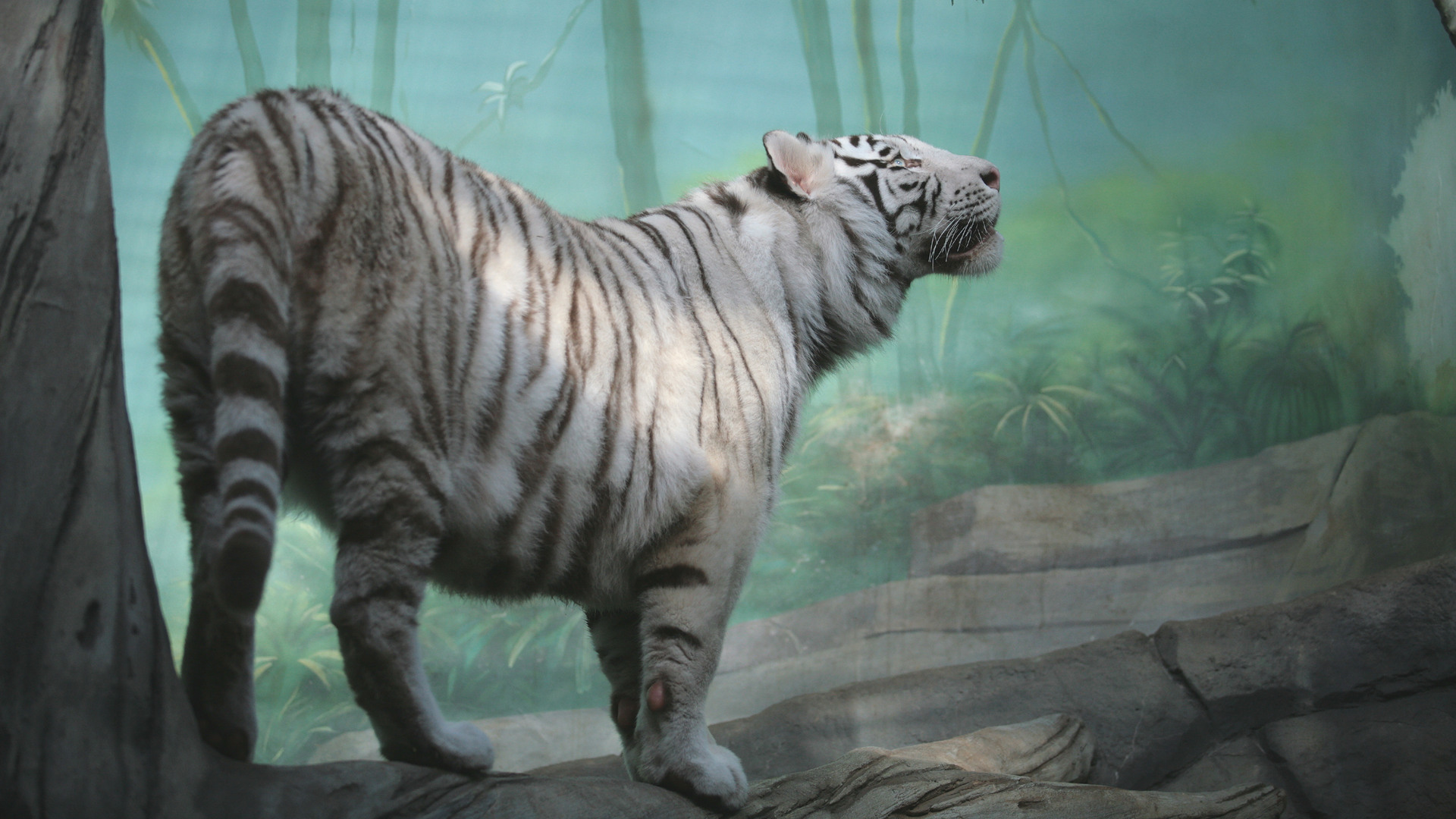 Descarga gratuita de fondo de pantalla para móvil de Animales, Tigre Blanco.