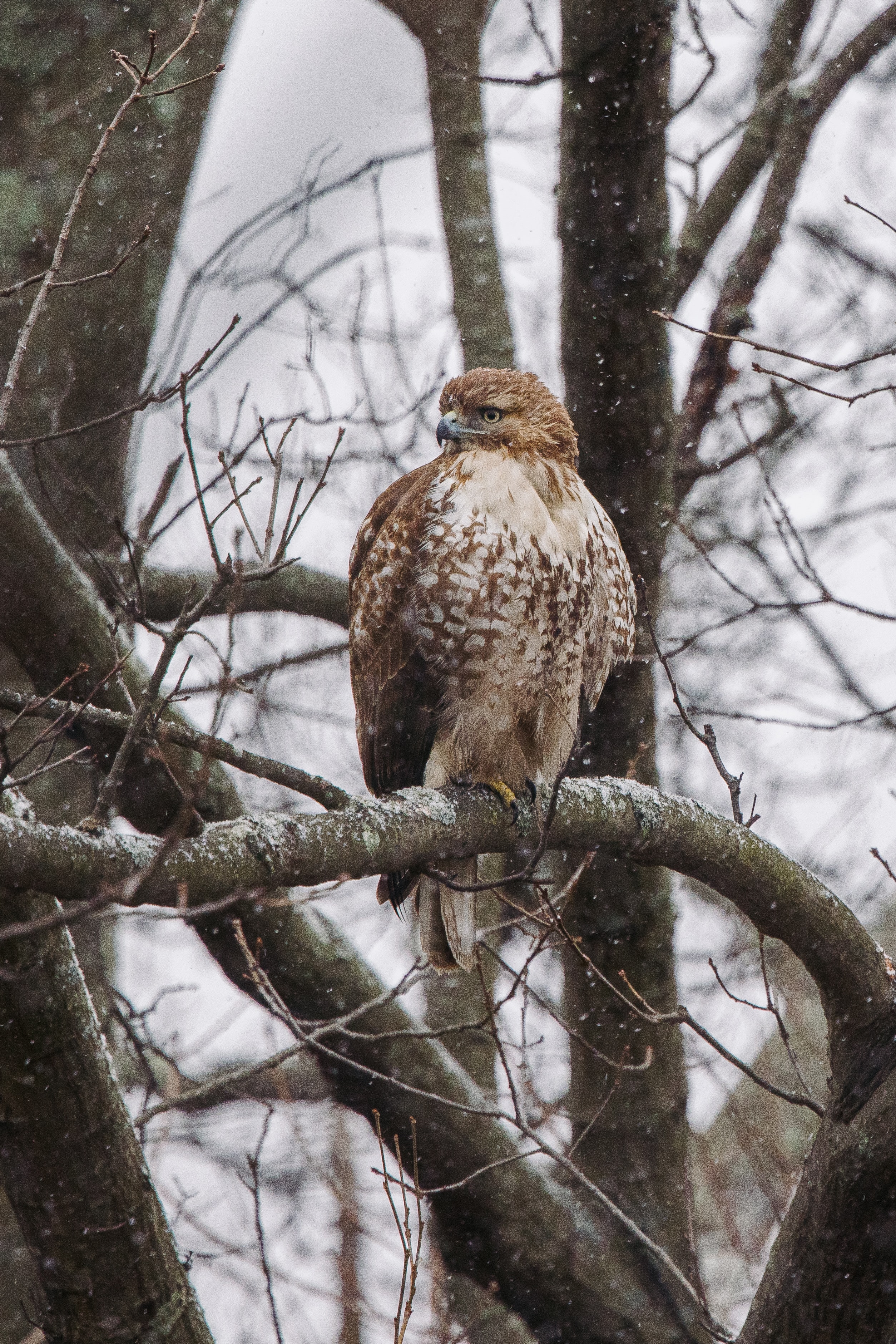 Best Red Tailed Hawk mobile Picture