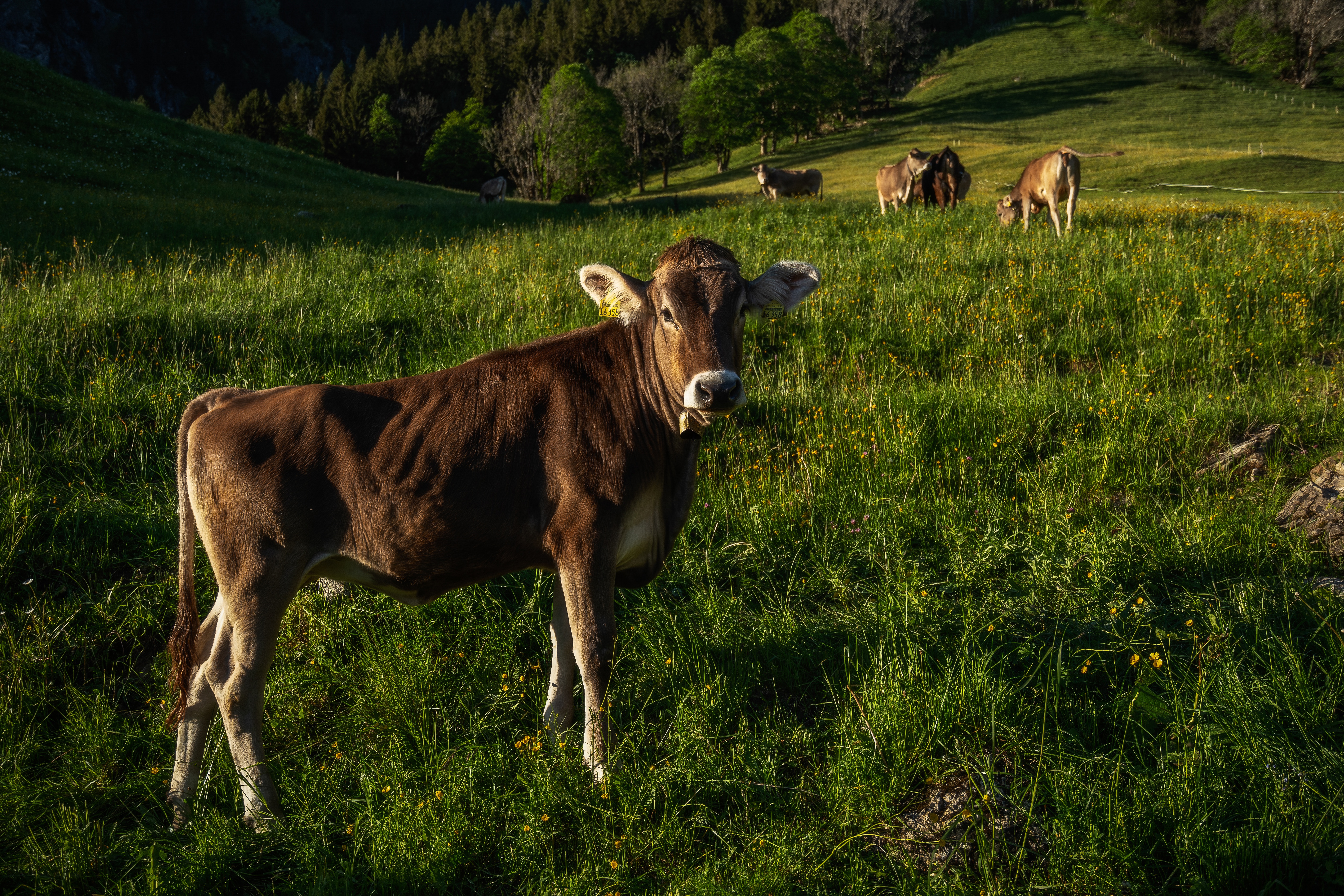 Handy-Wallpaper Tiere, Kuh kostenlos herunterladen.