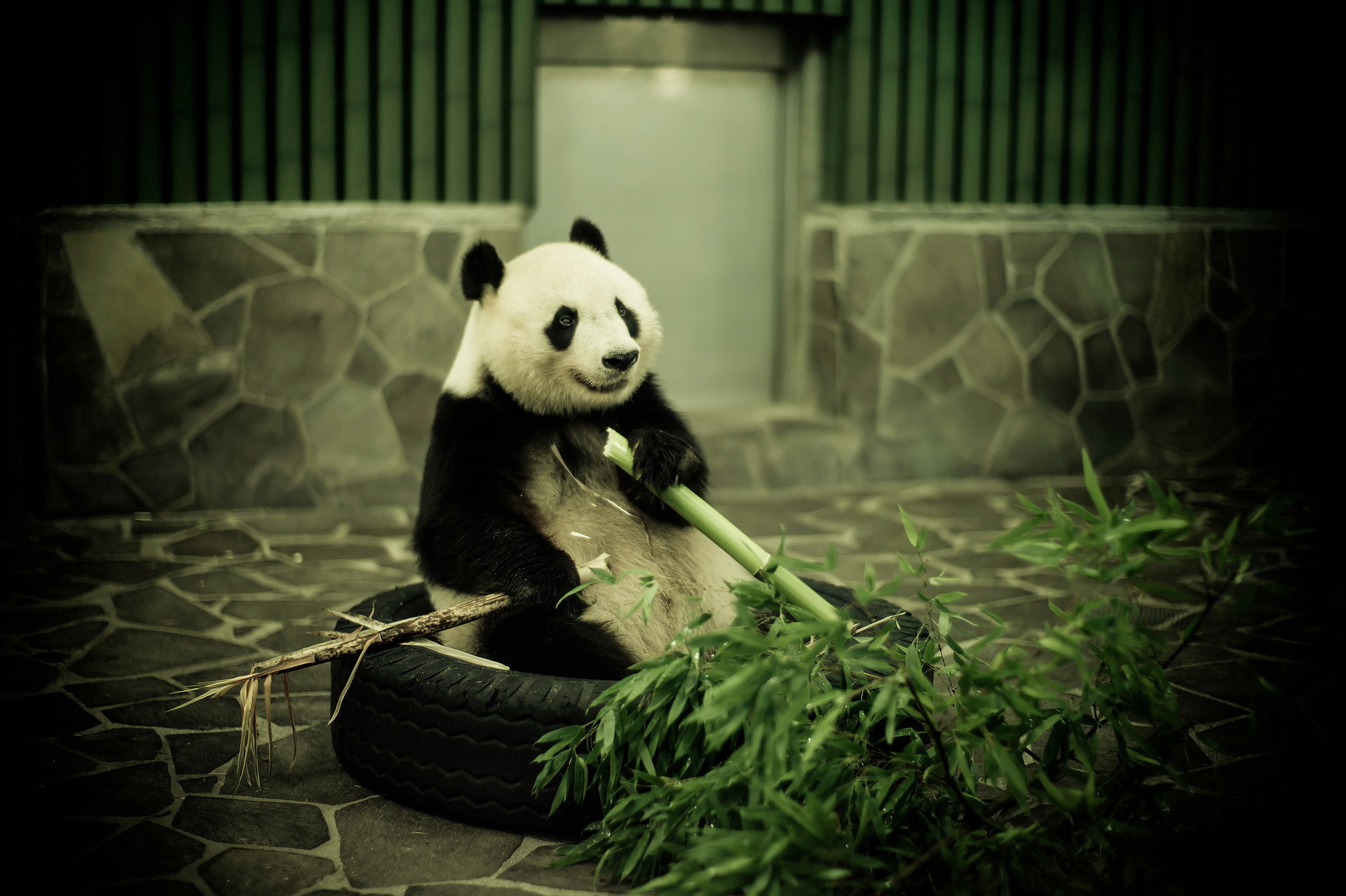 Free download wallpaper Animal, Panda on your PC desktop